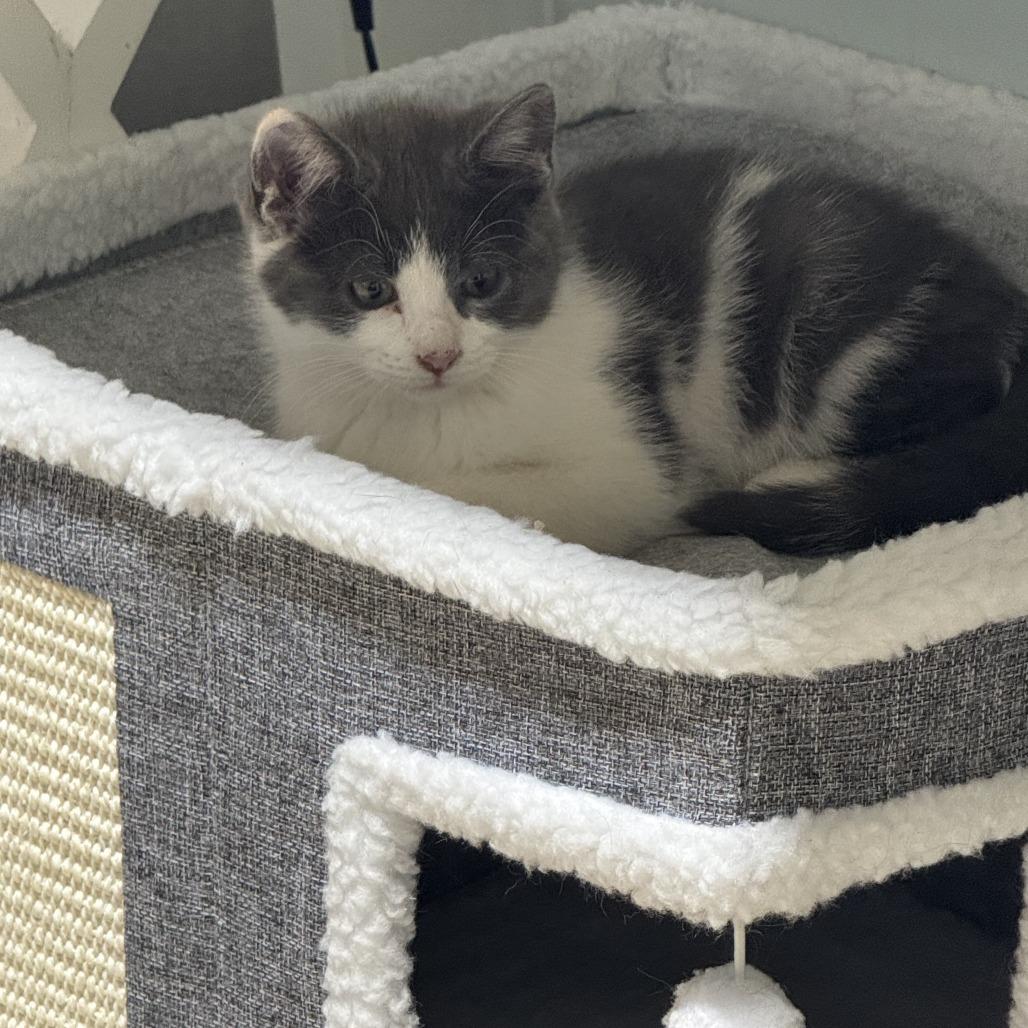 Polly, Adoptable, Kitten Male Domestic Medium Hair.