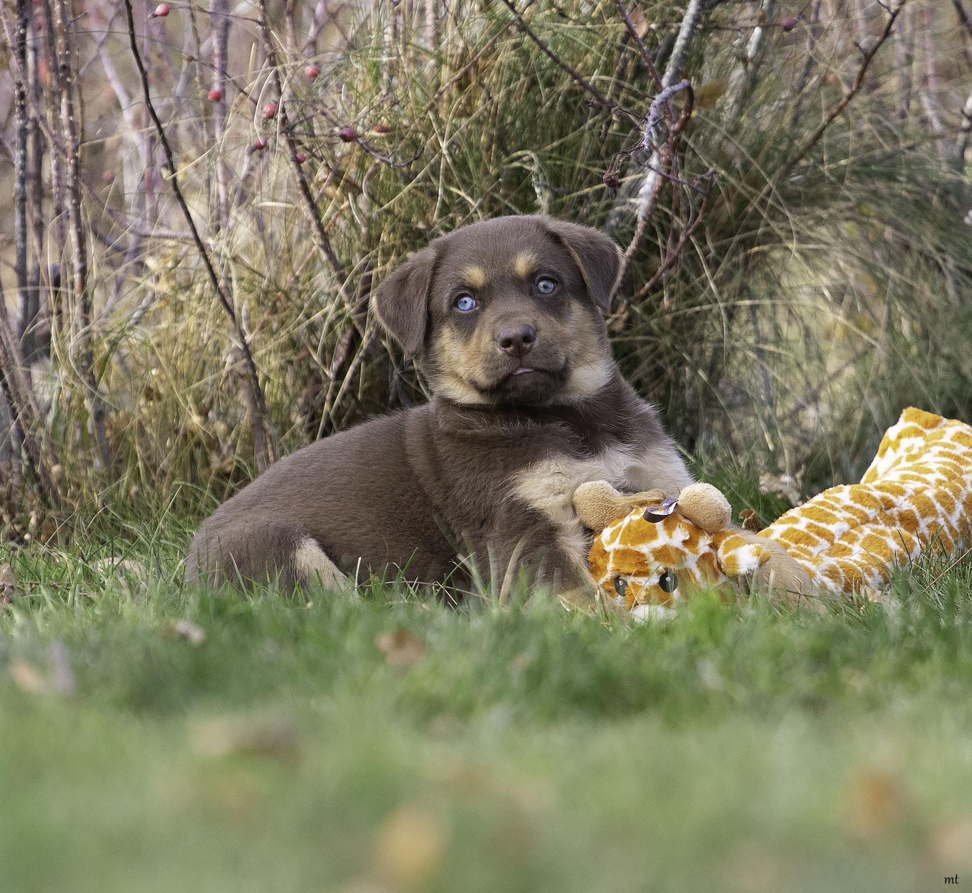 Jarvis, ADOPTABLE, Puppy Male Shepherd.