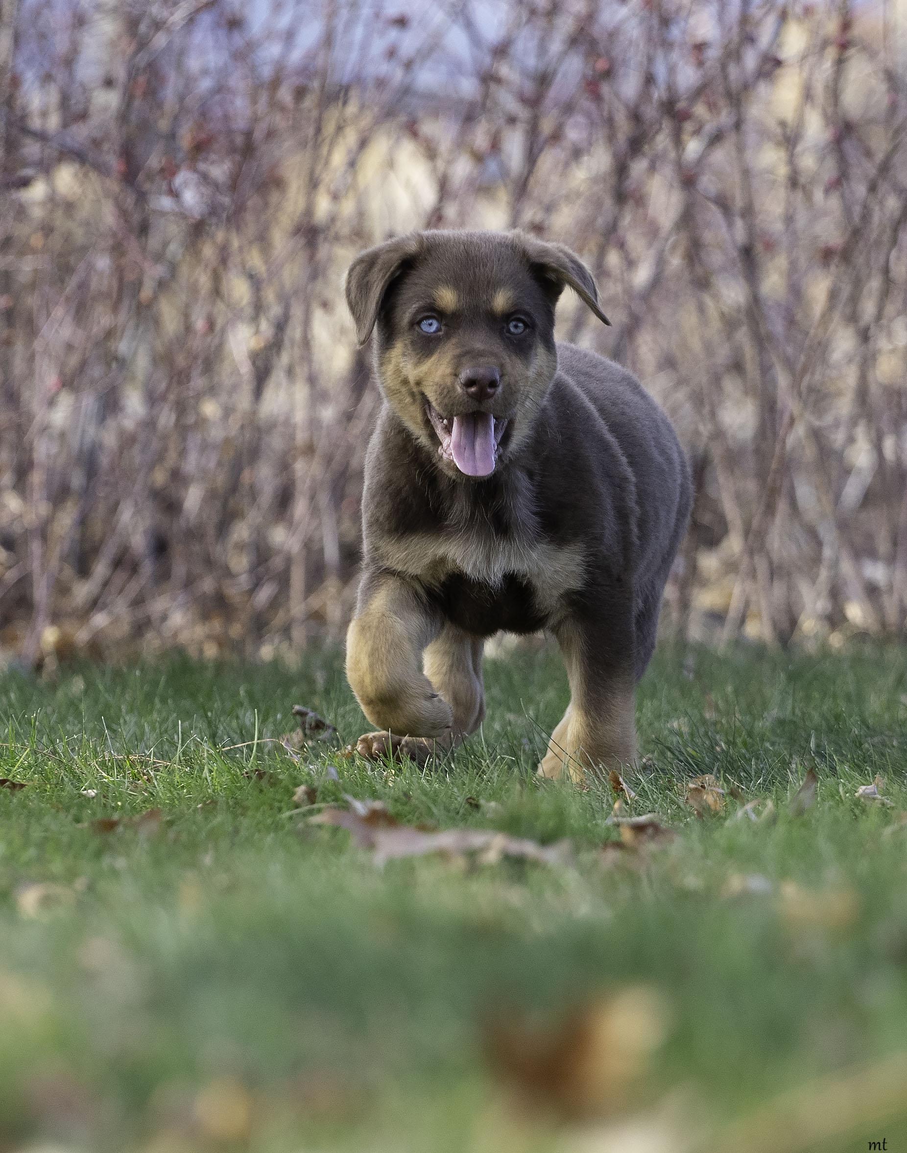 Jarvis, a ADOPTABLE mixed breed in Washoe Valley, NV image 2/6