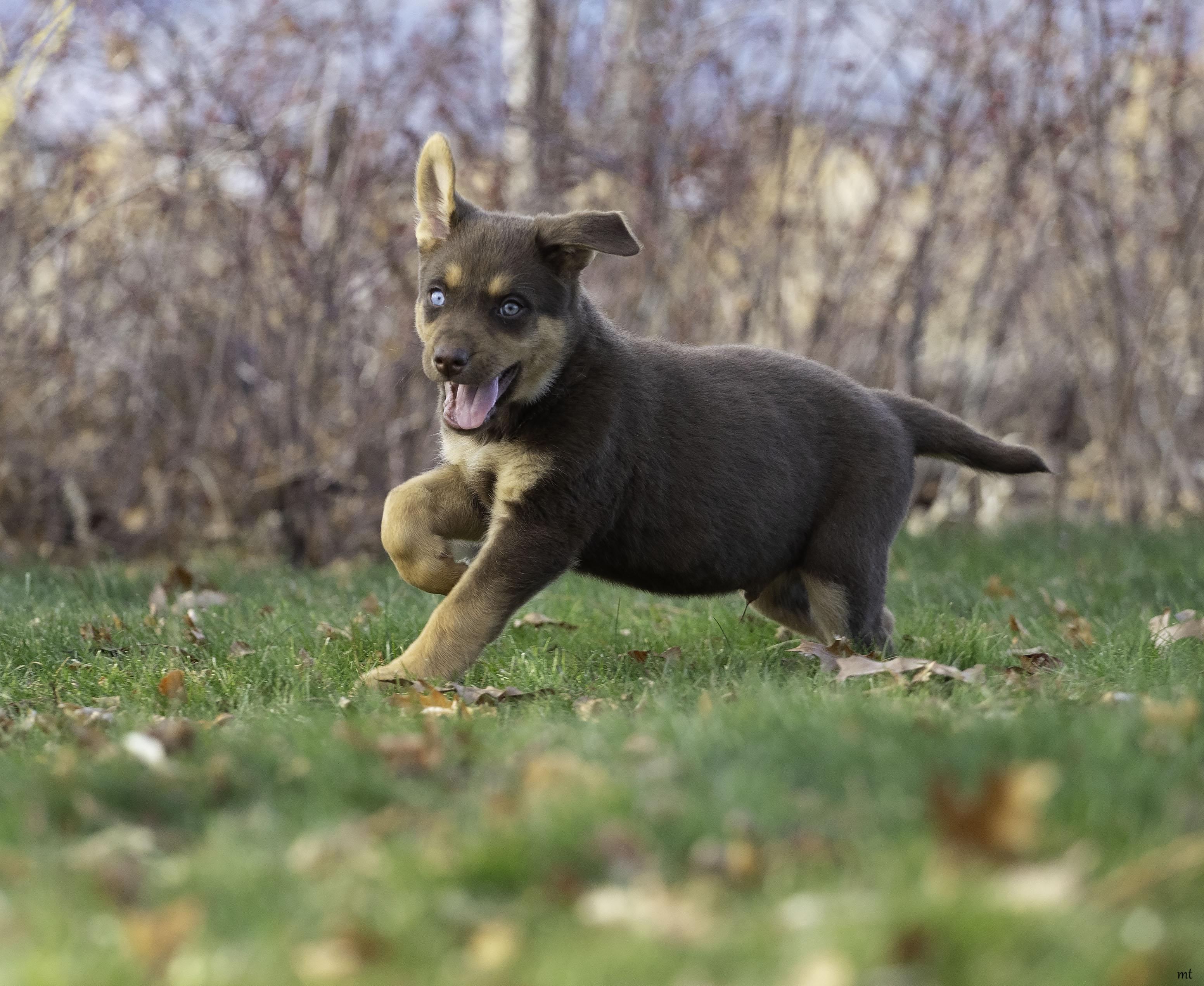 Jarvis, a ADOPTABLE mixed breed in Washoe Valley, NV image 3/6