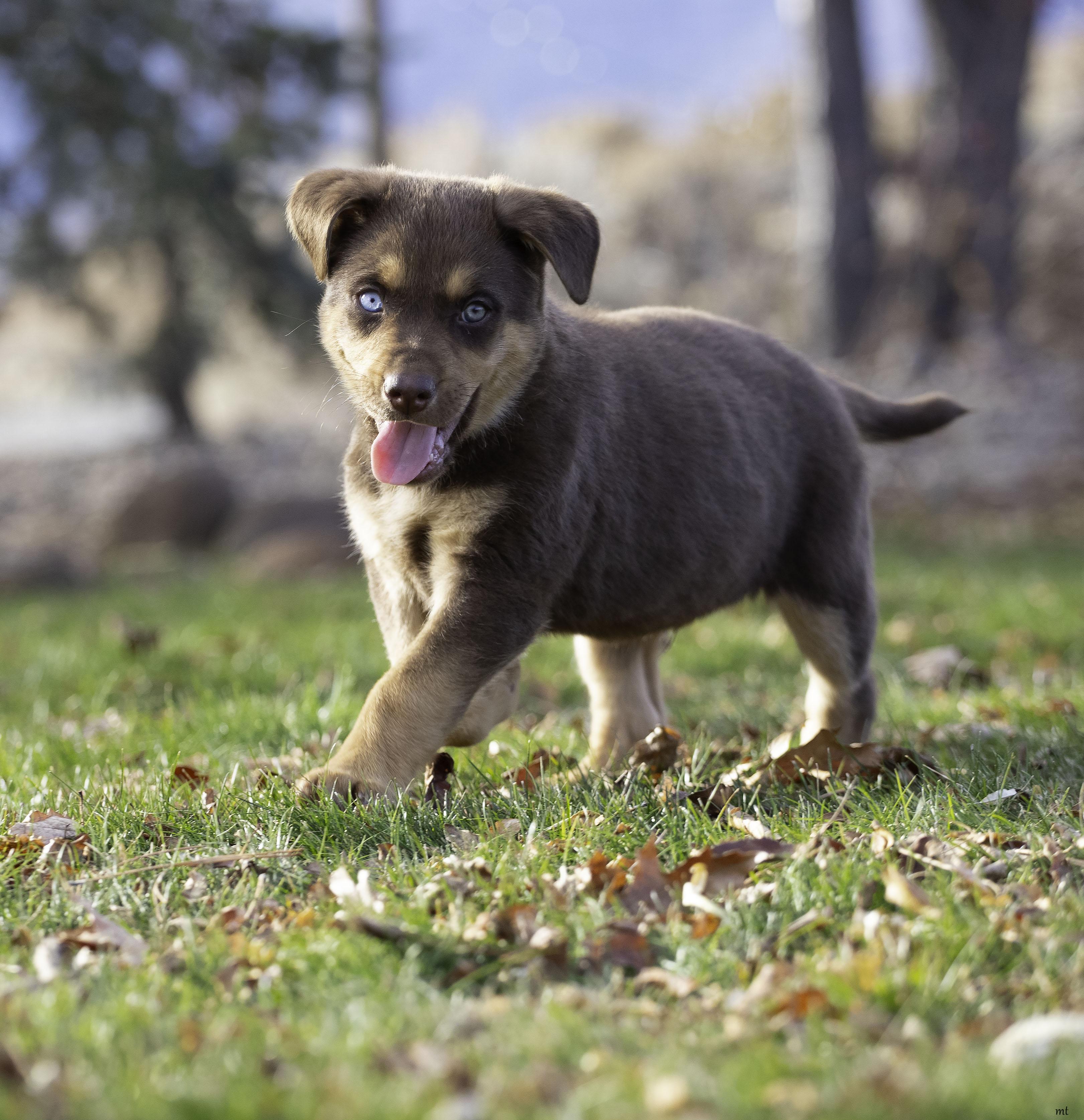 Jarvis, a ADOPTABLE mixed breed in Washoe Valley, NV image 4/6