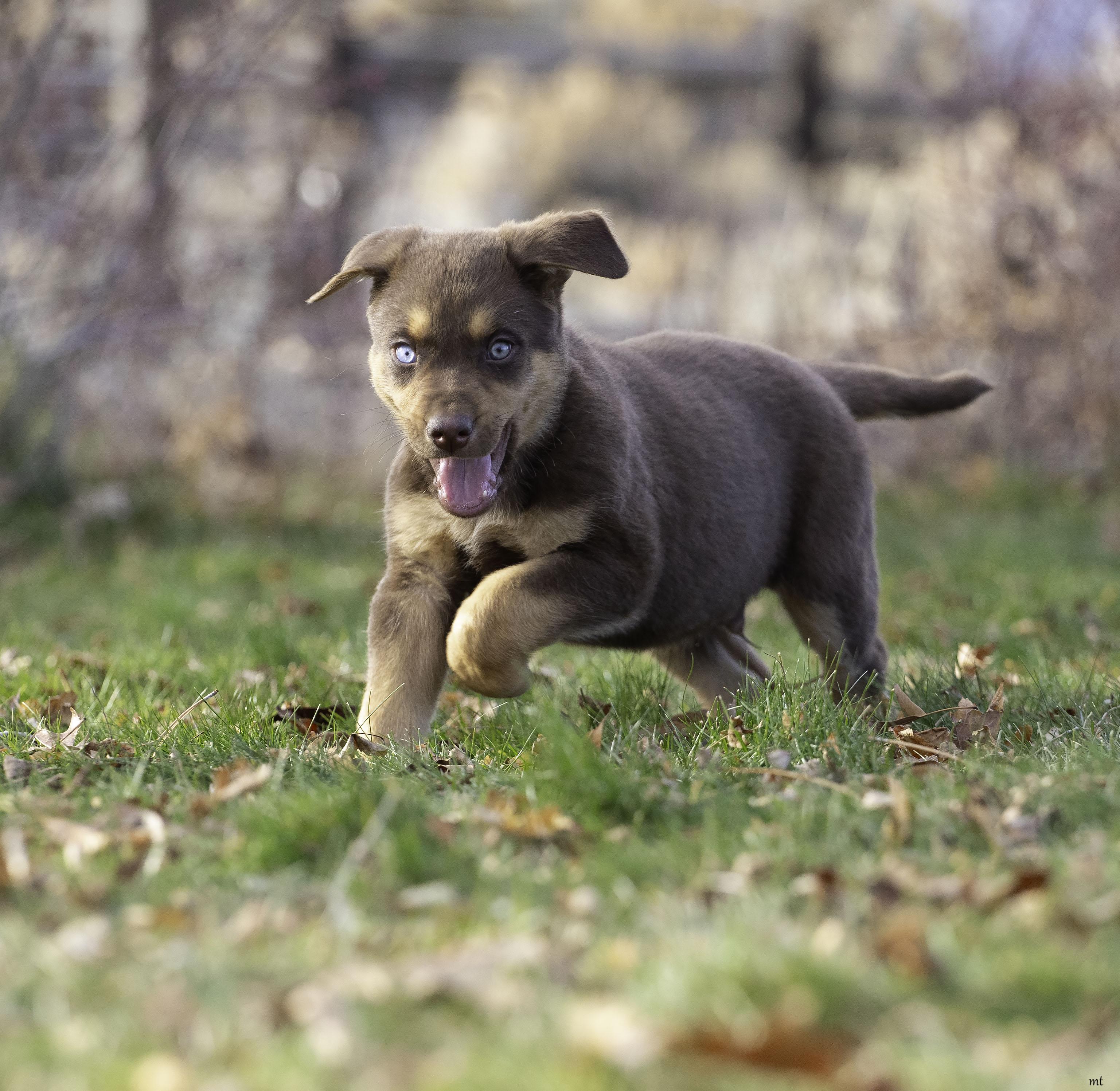 Jarvis, a ADOPTABLE mixed breed in Washoe Valley, NV image 5/6