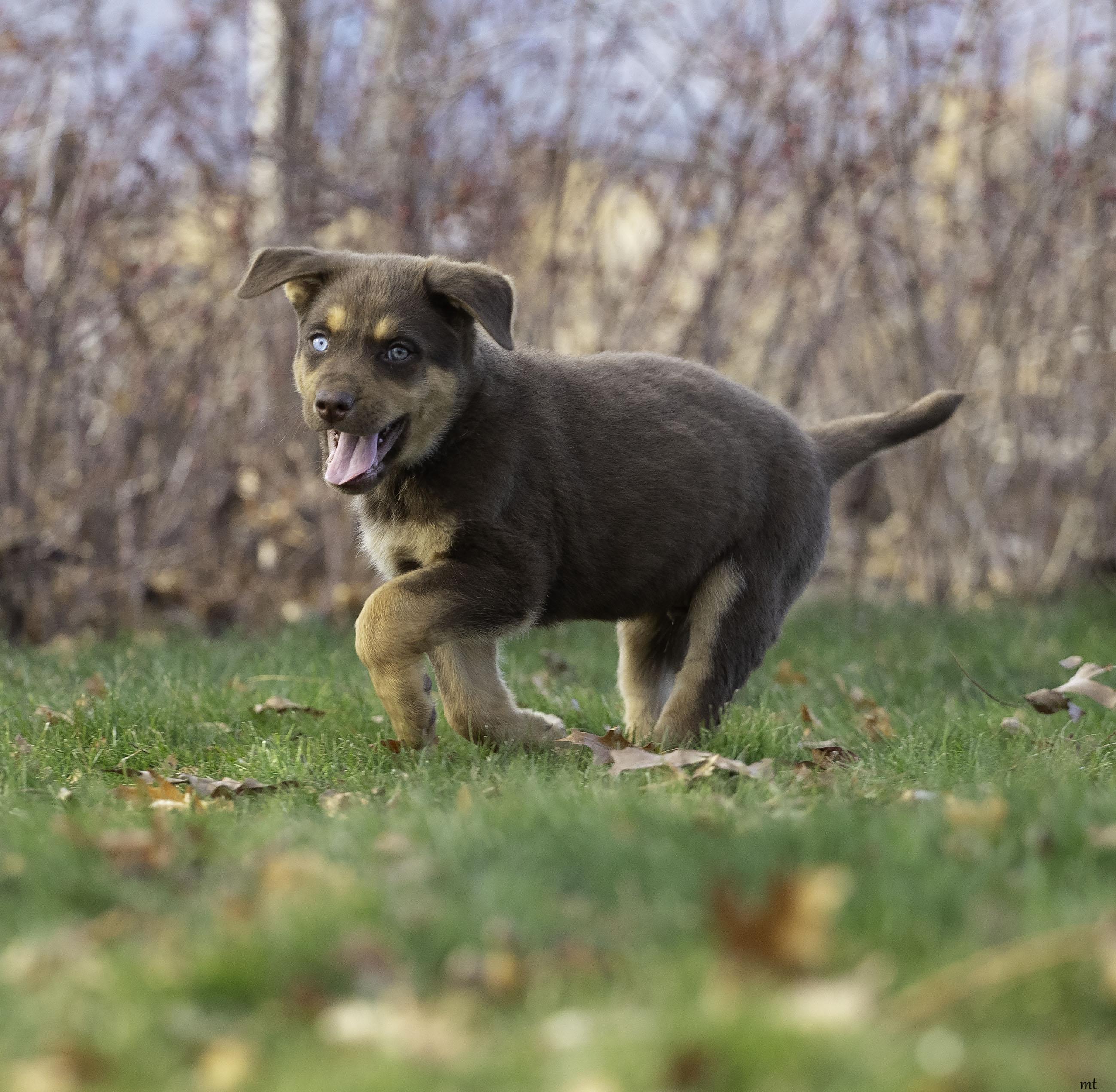 Jarvis, a ADOPTABLE mixed breed in Washoe Valley, NV image 6/6