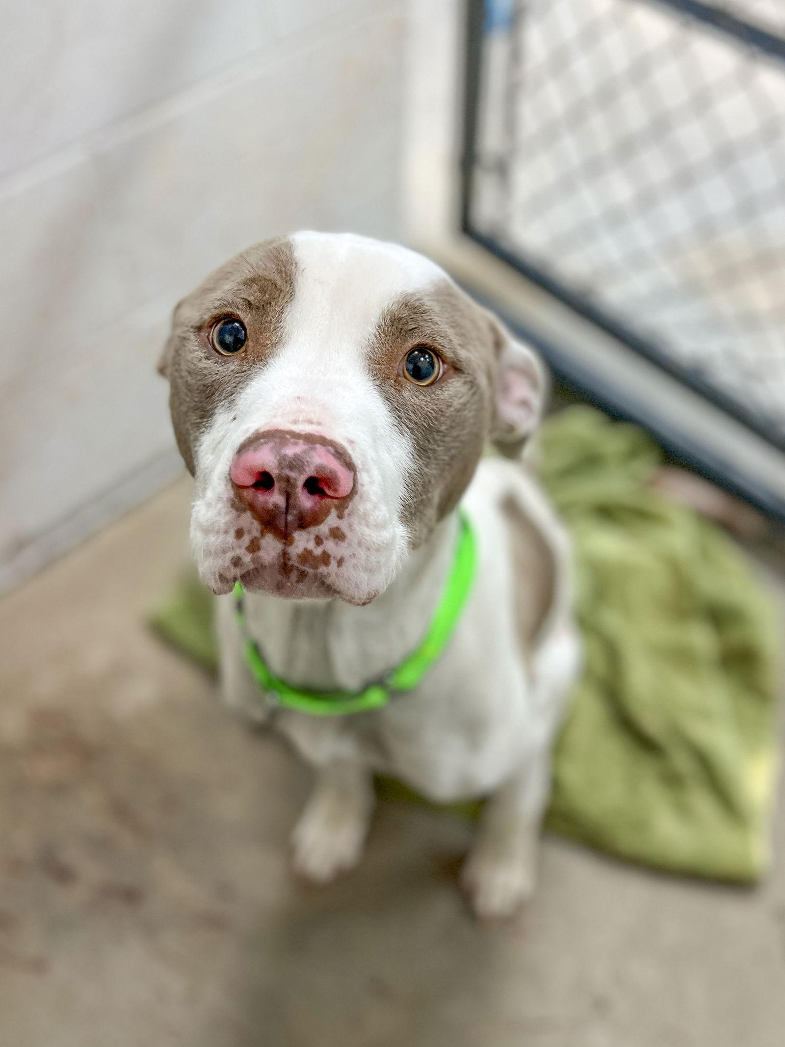 Enlarge LUNA LOVEGOOD, a Adoptable Pit Bull Terrier in Sanford, NC image 1/2