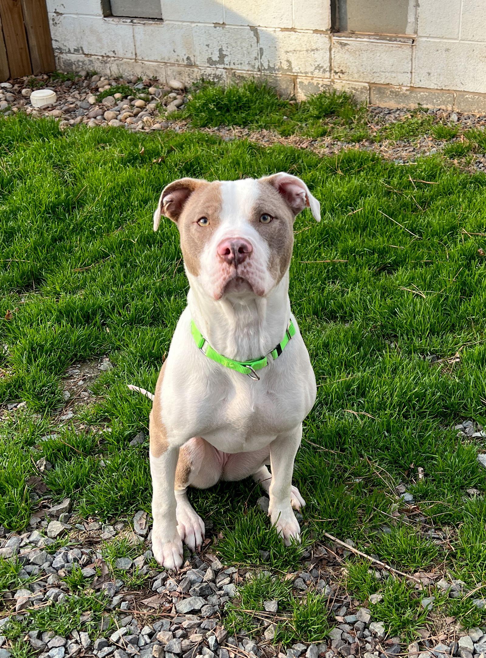 Enlarge LUNA LOVEGOOD, a Adoptable Pit Bull Terrier in Sanford, NC image 2/2