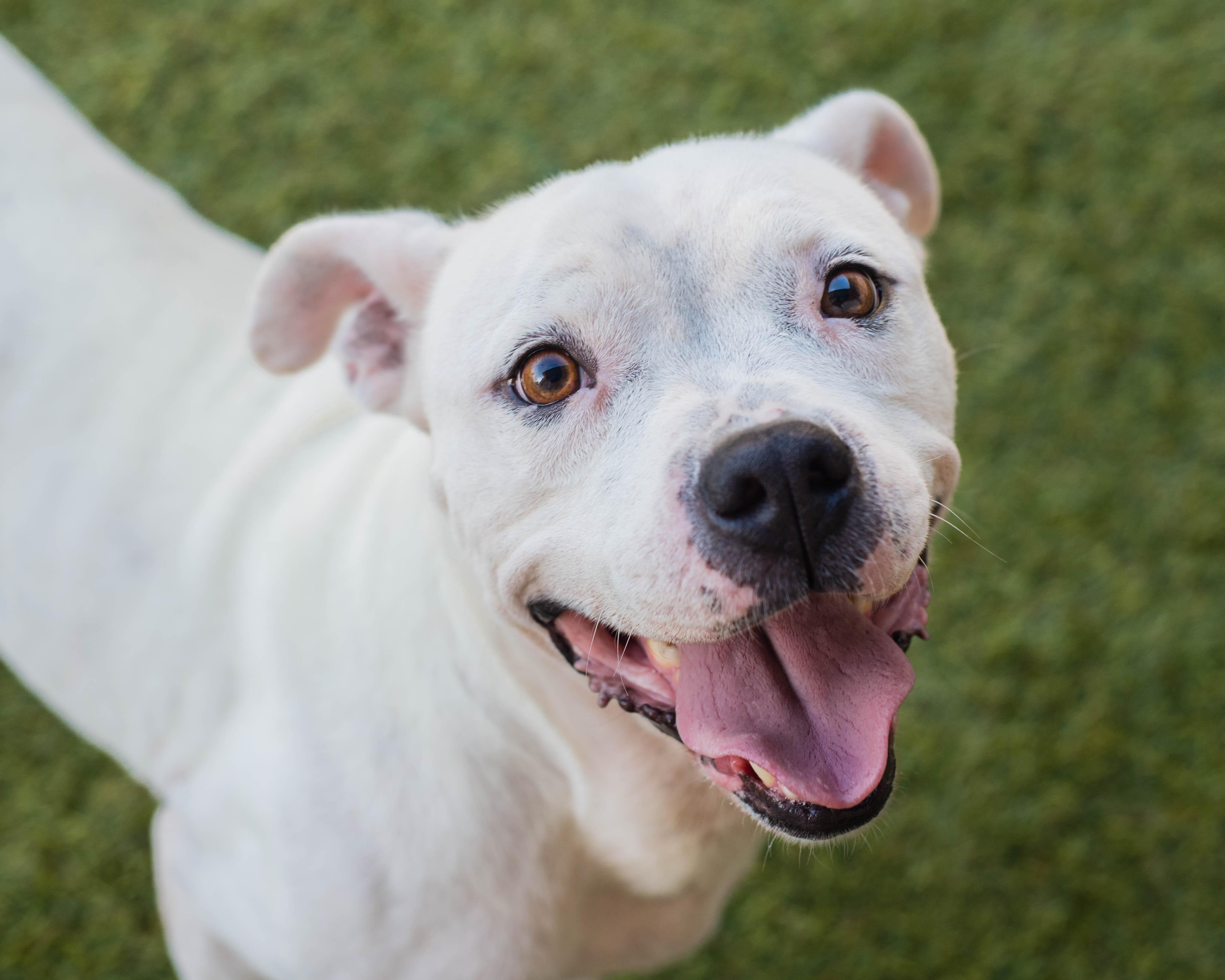 Blanca, Adoptable, Adult Female American Staffordshire Terrier.