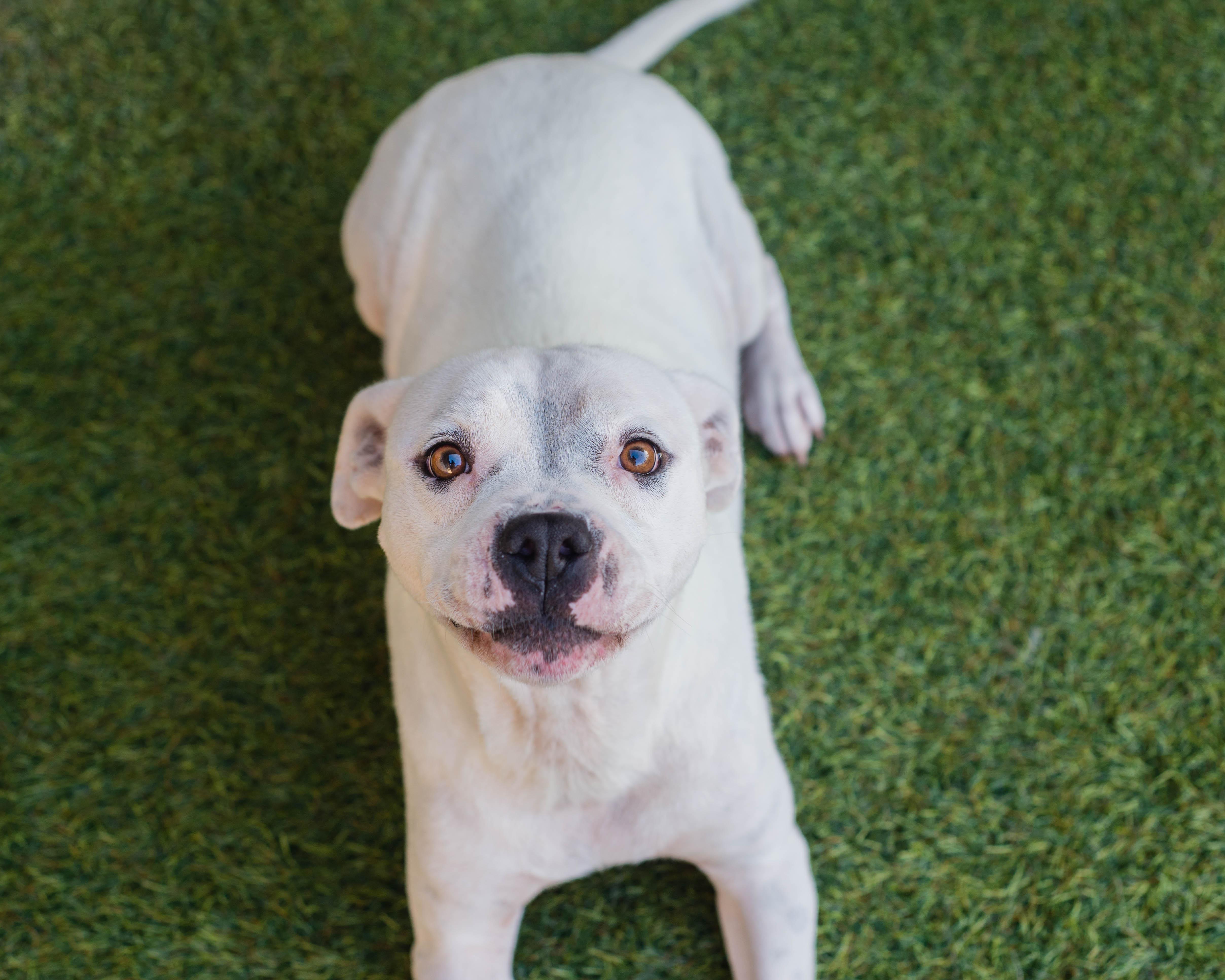 Enlarge Blanca, a Adoptable mixed breed in Mont Belvieu, TX image 4/4