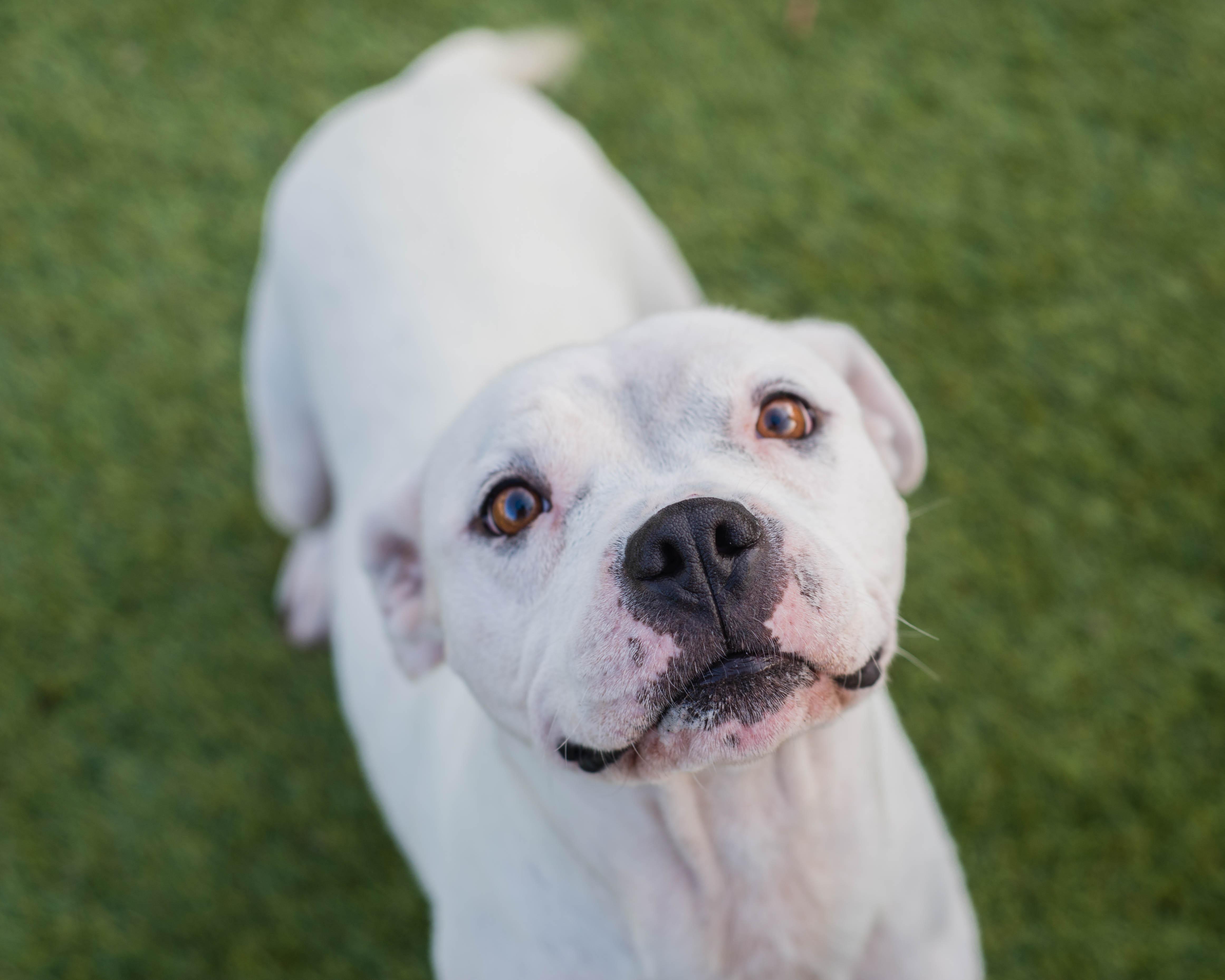 Enlarge Blanca, a Adoptable mixed breed in Mont Belvieu, TX image 3/4