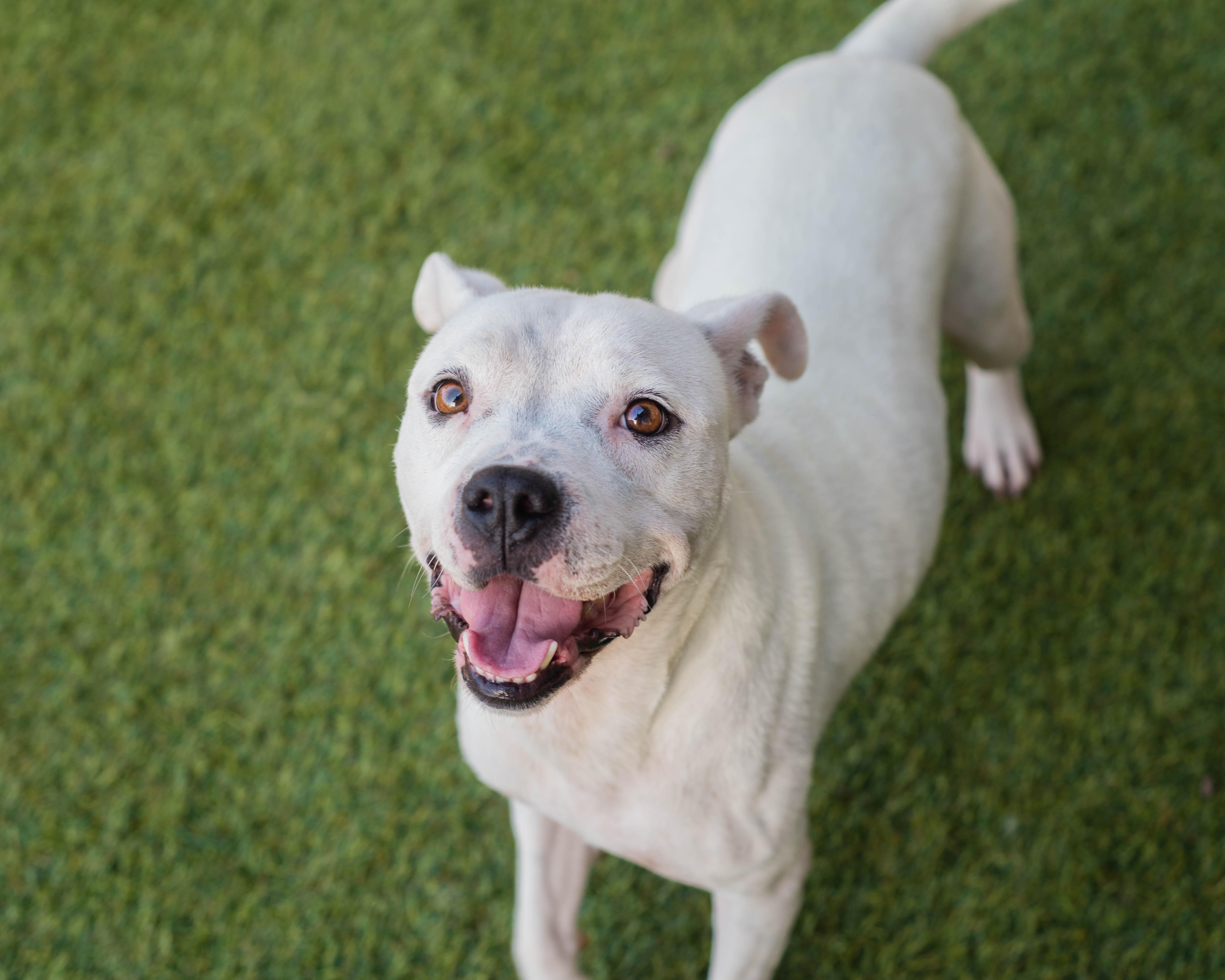 Enlarge Blanca, a Adoptable mixed breed in Mont Belvieu, TX image 2/4