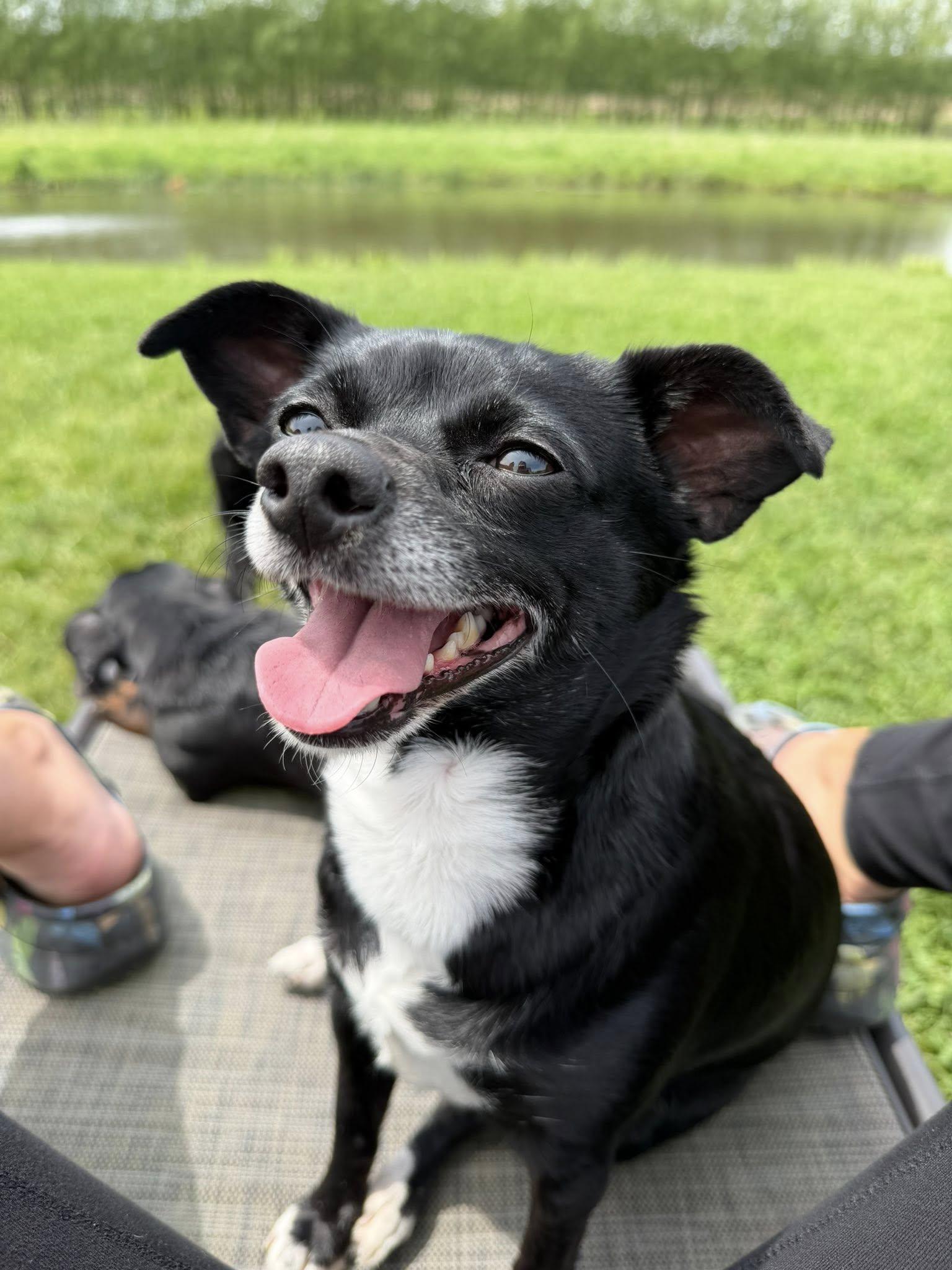 Enlarge Dee (Dinky), a Adoptable Chihuahua in Watertown, WI image 5/6