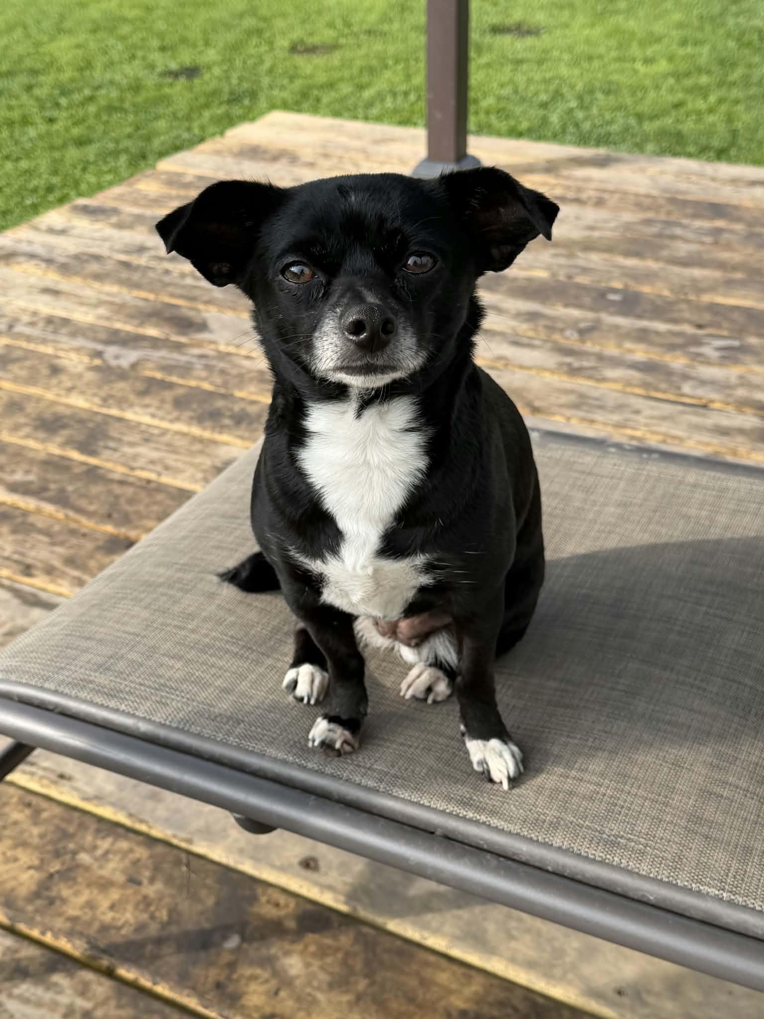 Enlarge Dee (Dinky), a Adoptable Chihuahua in Watertown, WI image 1/6