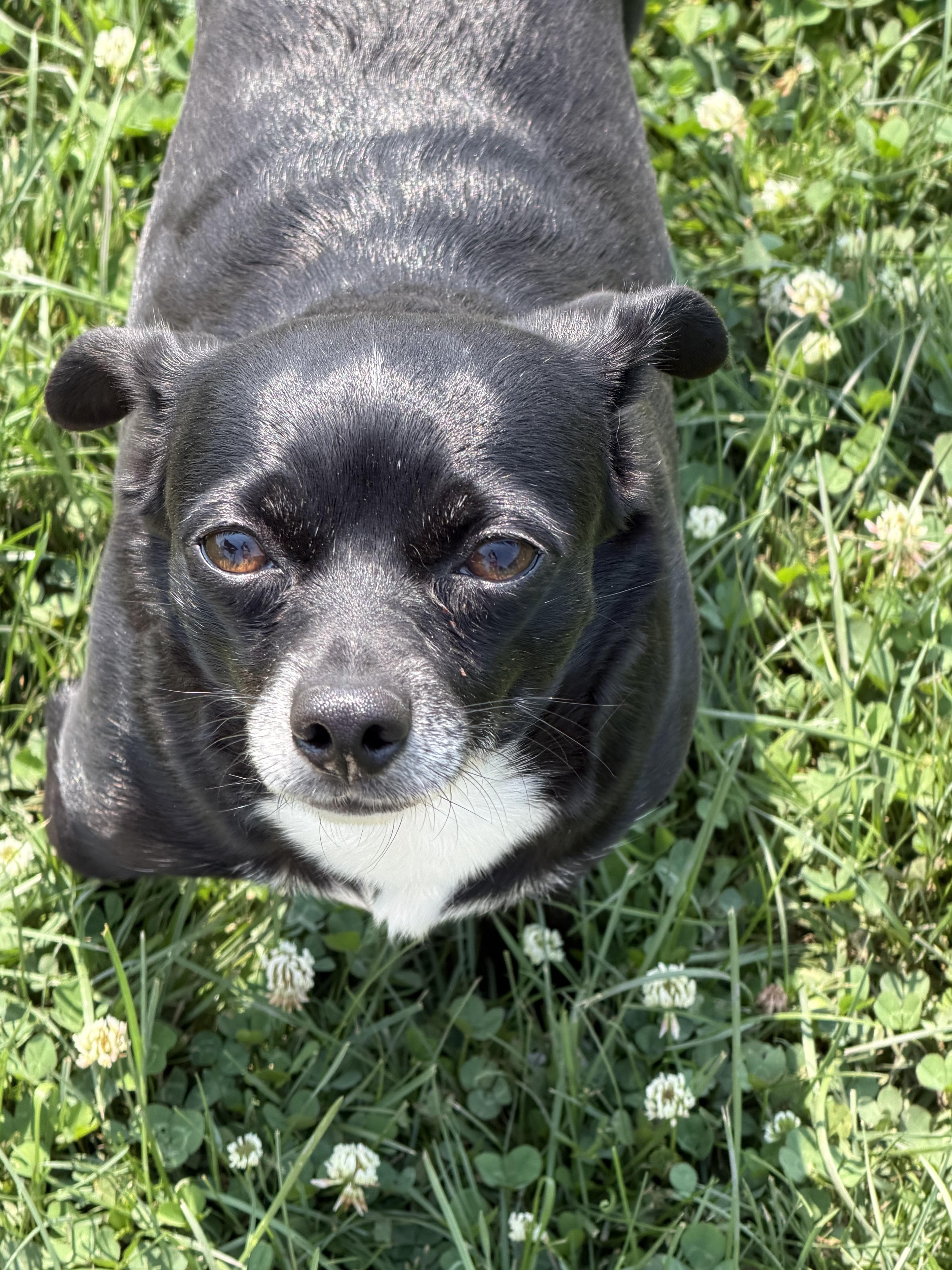 Enlarge Dee (Dinky), a Adoptable Chihuahua in Watertown, WI image 4/6