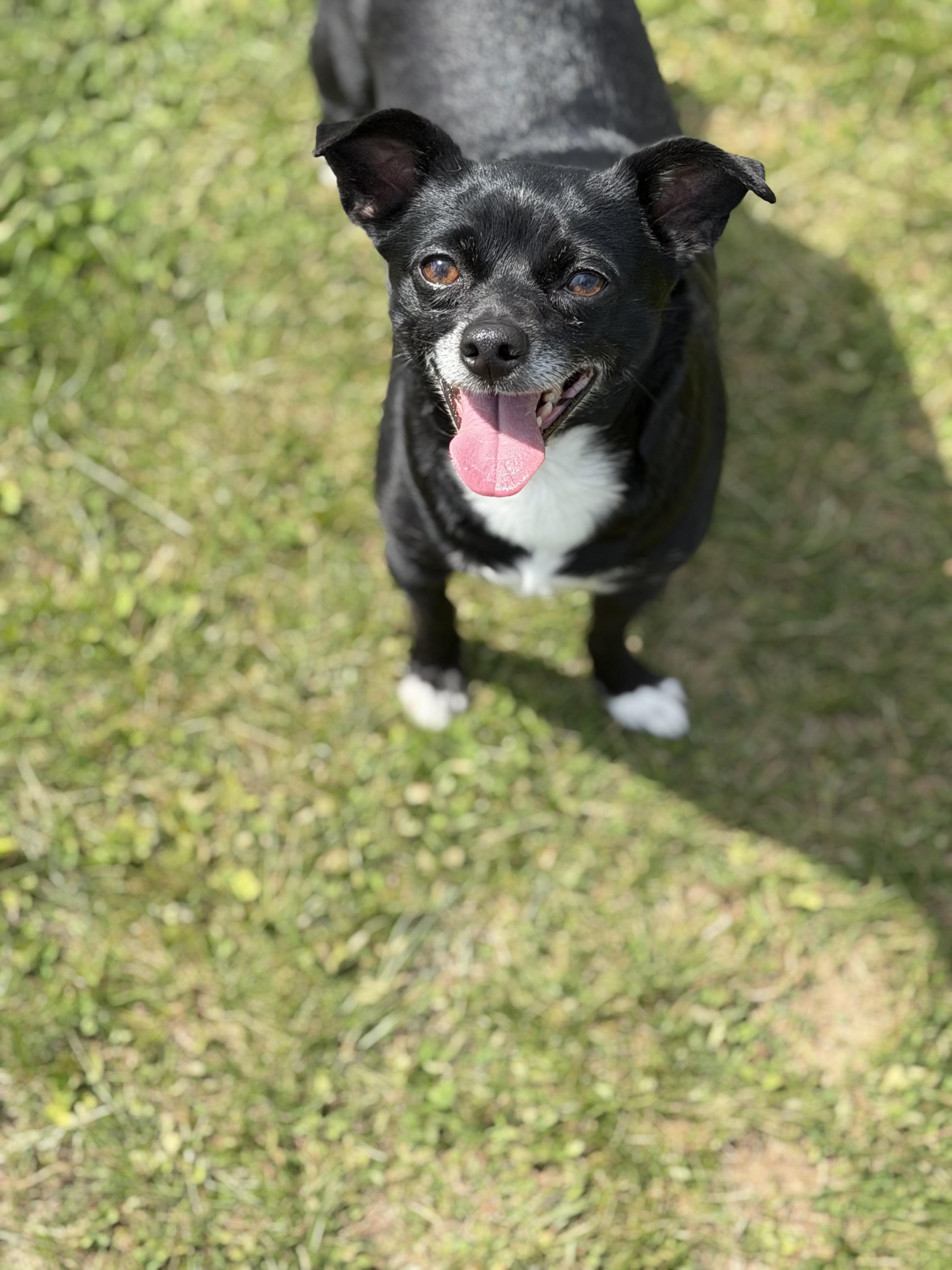 Enlarge Dee (Dinky), a Adoptable Chihuahua in Watertown, WI image 6/6