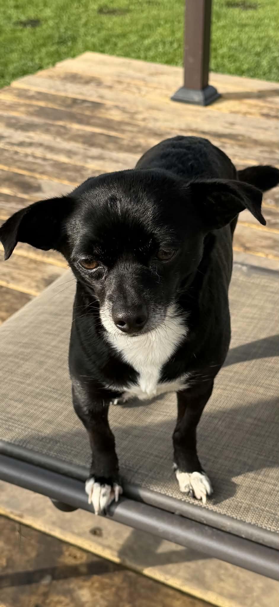 Enlarge Dee (Dinky), a Adoptable Chihuahua in Watertown, WI image 2/6
