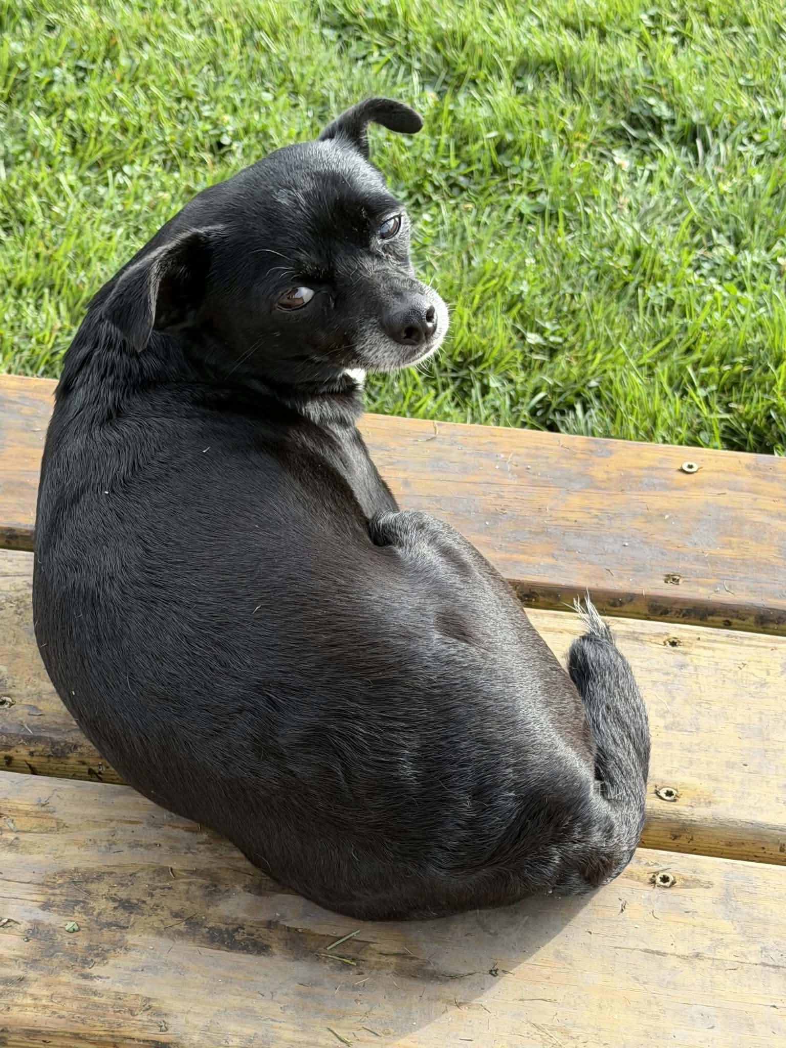 Enlarge Dee (Dinky), a Adoptable Chihuahua in Watertown, WI image 3/6