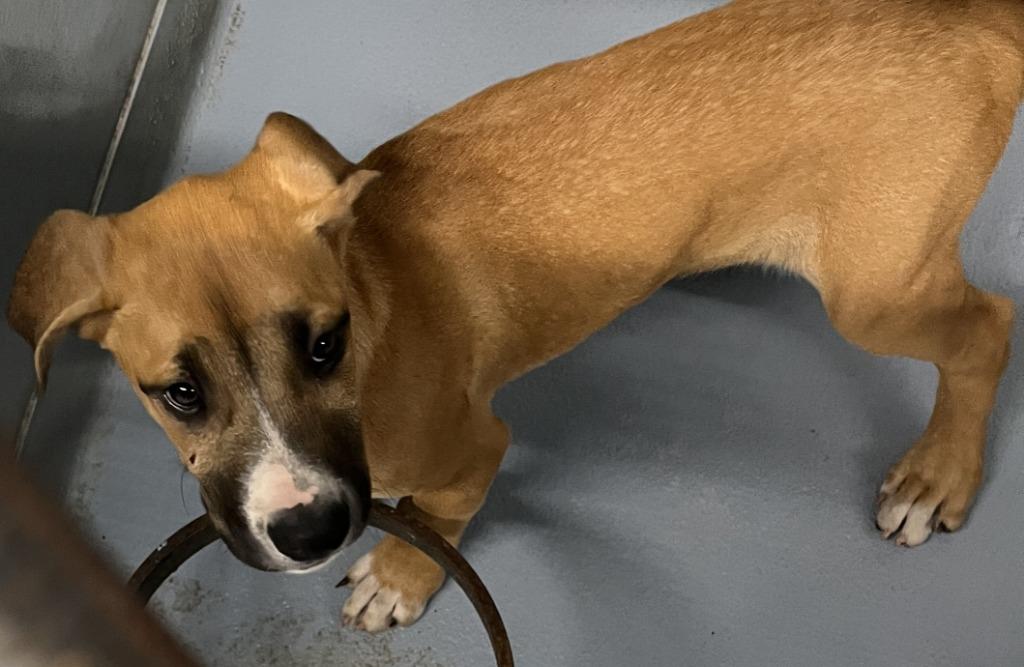 Sid, Adoptable, Puppy Male Mixed Breed.