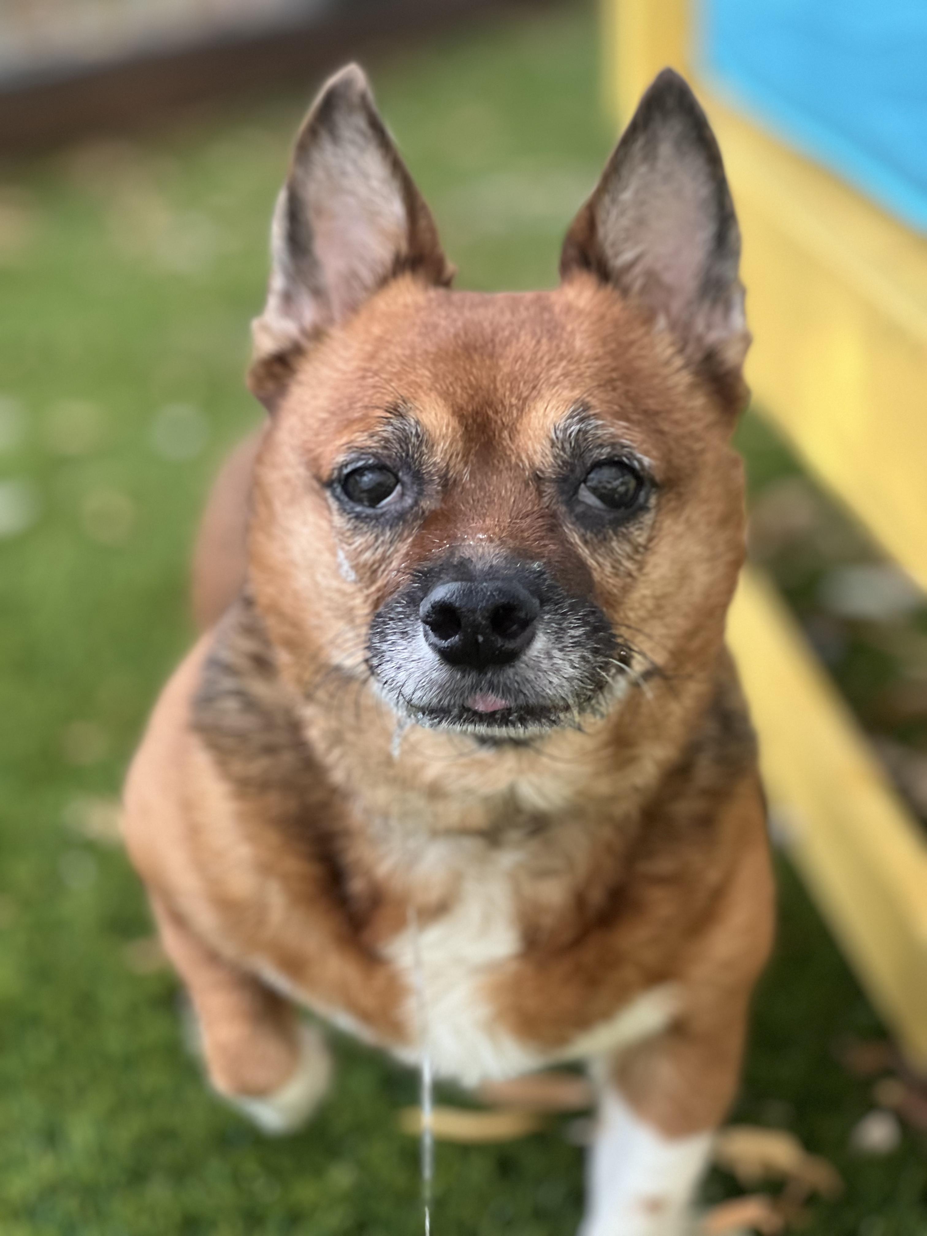 Foxy, a Adoptable mixed breed in West Hollywood, CA image 2/2