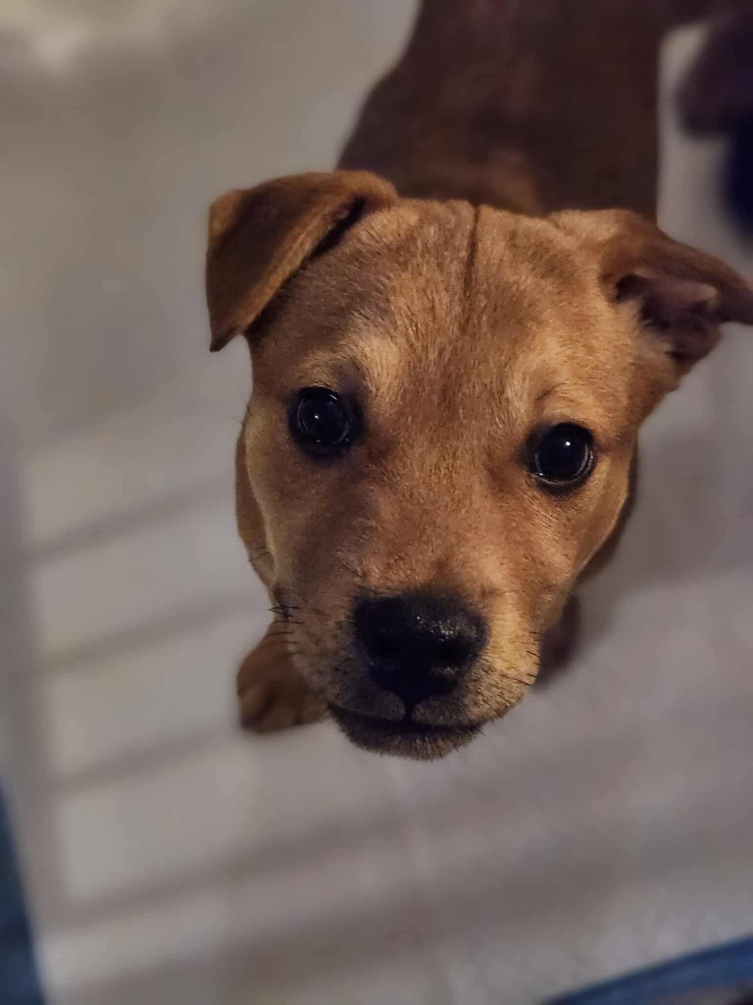 Navidad 'Navi' (red), Adoptable, Puppy Male Mastiff & Rottweiler.