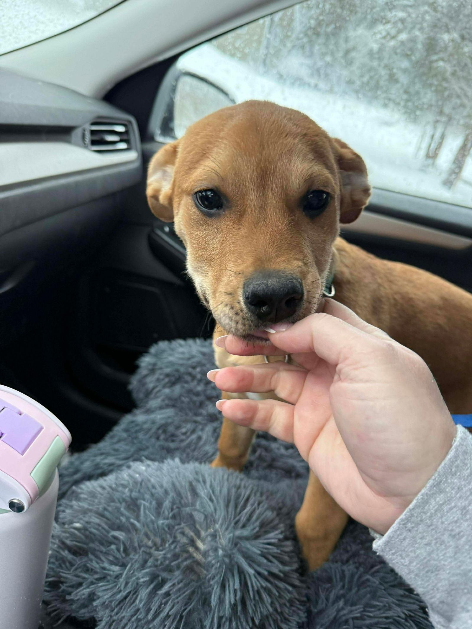 Enlarge Navidad 'Navi' (red), a Adoptable mixed breed in Hawkestone, ON image 3/3