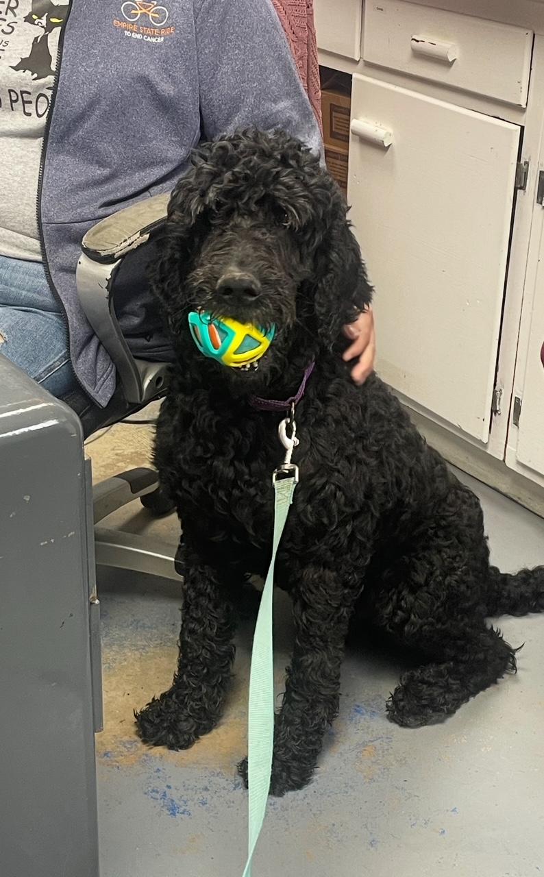 Shadow, Adoptable, Adult Male Standard Poodle.
