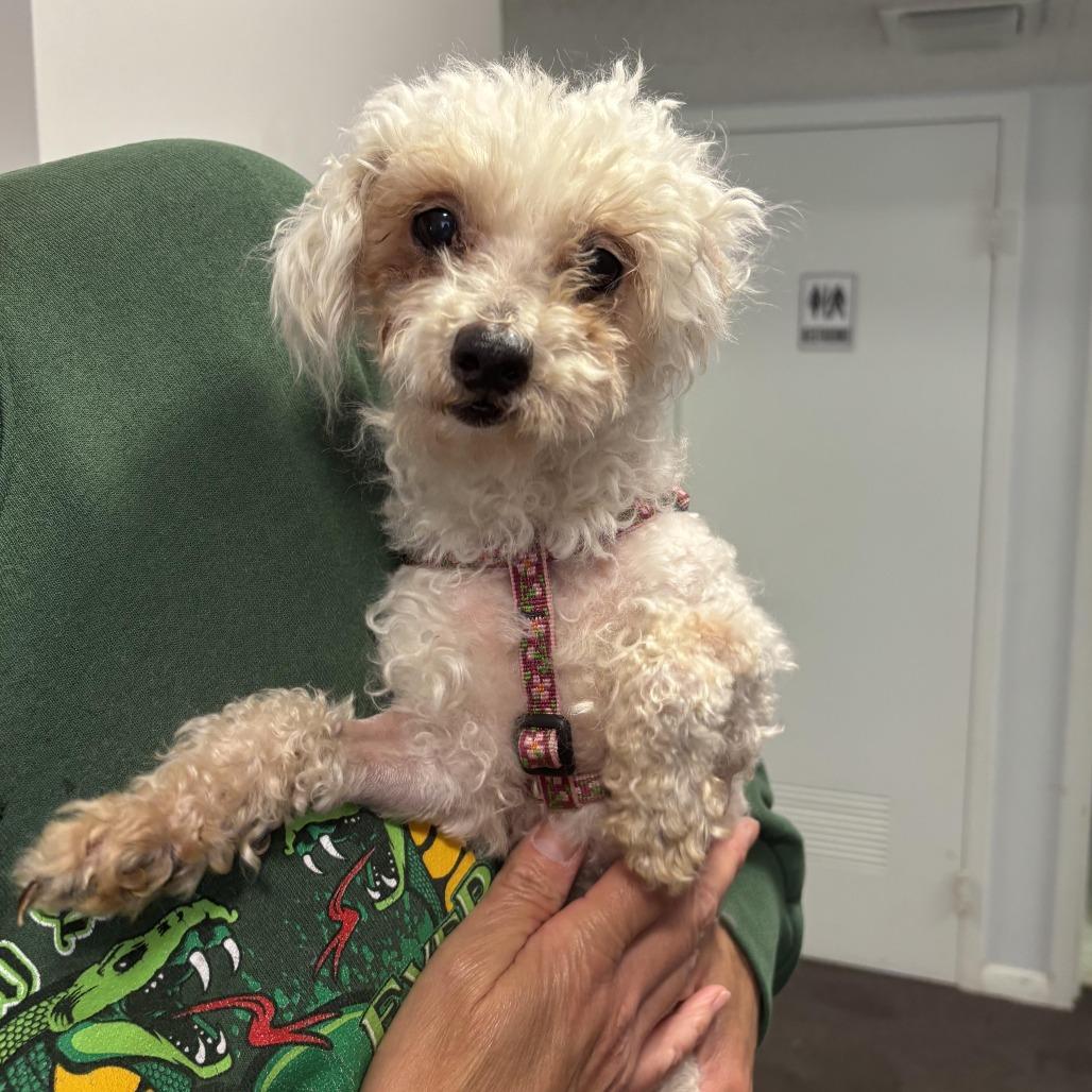 Enlarge Tilly, a Adopted Miniature Poodle in Columbia, MO image 1/3