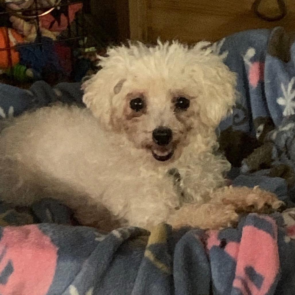 Enlarge Tilly, a Adopted Miniature Poodle in Columbia, MO image 2/3