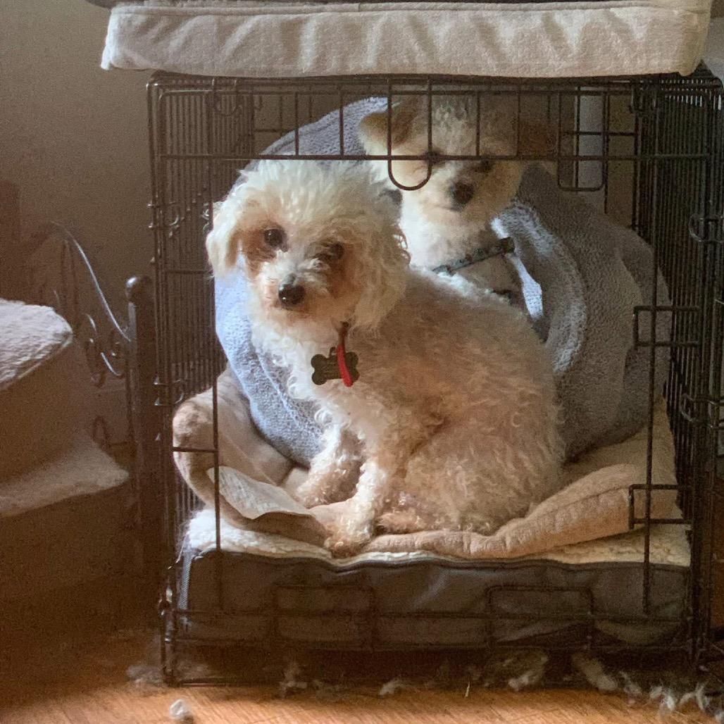 Enlarge Tilly, a Adopted Miniature Poodle in Columbia, MO image 3/3