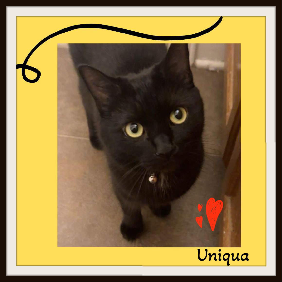 Enlarge Uniqua - My Dad passed away, I give nosey kisses., a Adoptable Domestic Short Hair in Snow Camp, NC image 3/3
