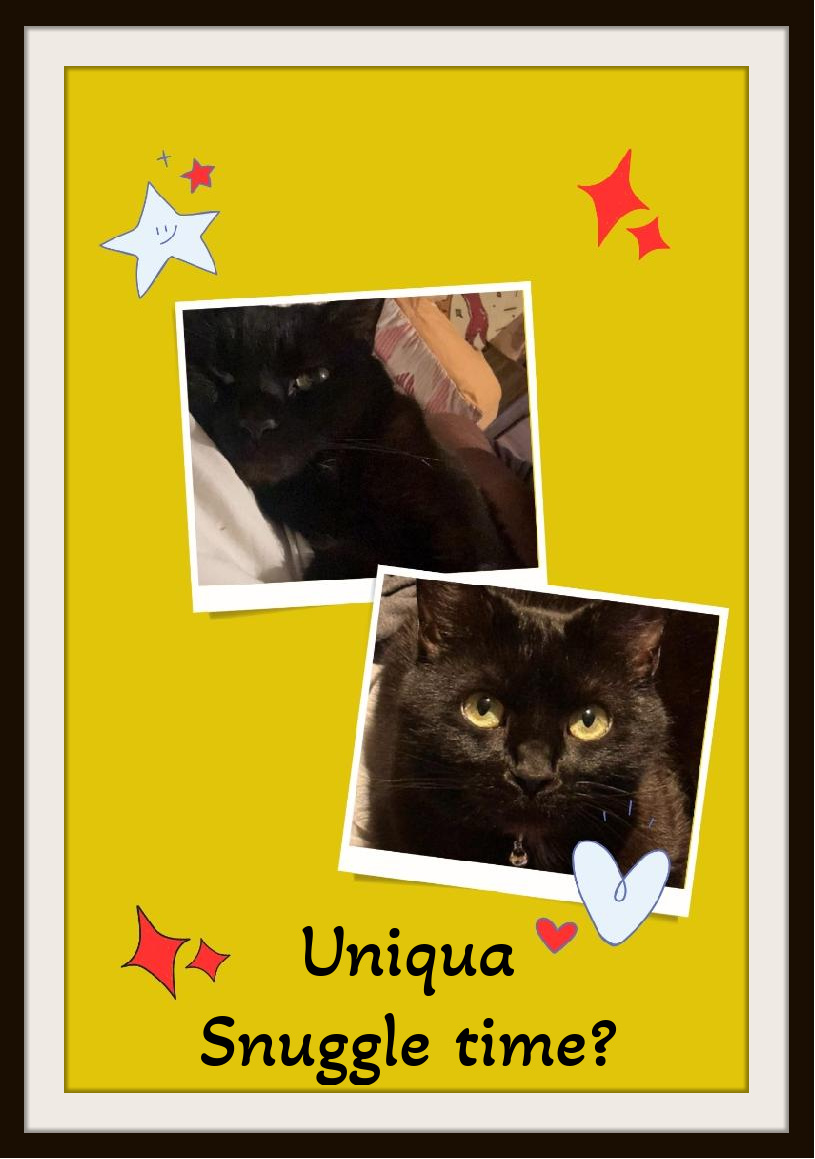 Enlarge Uniqua - My Dad passed away, I give nosey kisses., a Adoptable Domestic Short Hair in Snow Camp, NC image 2/3