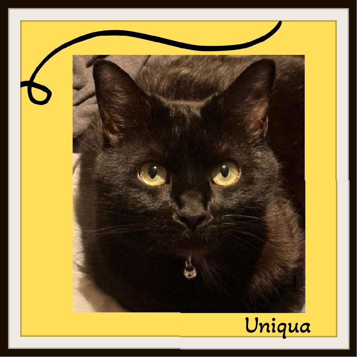 Uniqua - My Dad passed away, I give nosey kisses., Adoptable, Adult Female Domestic Short Hair.
