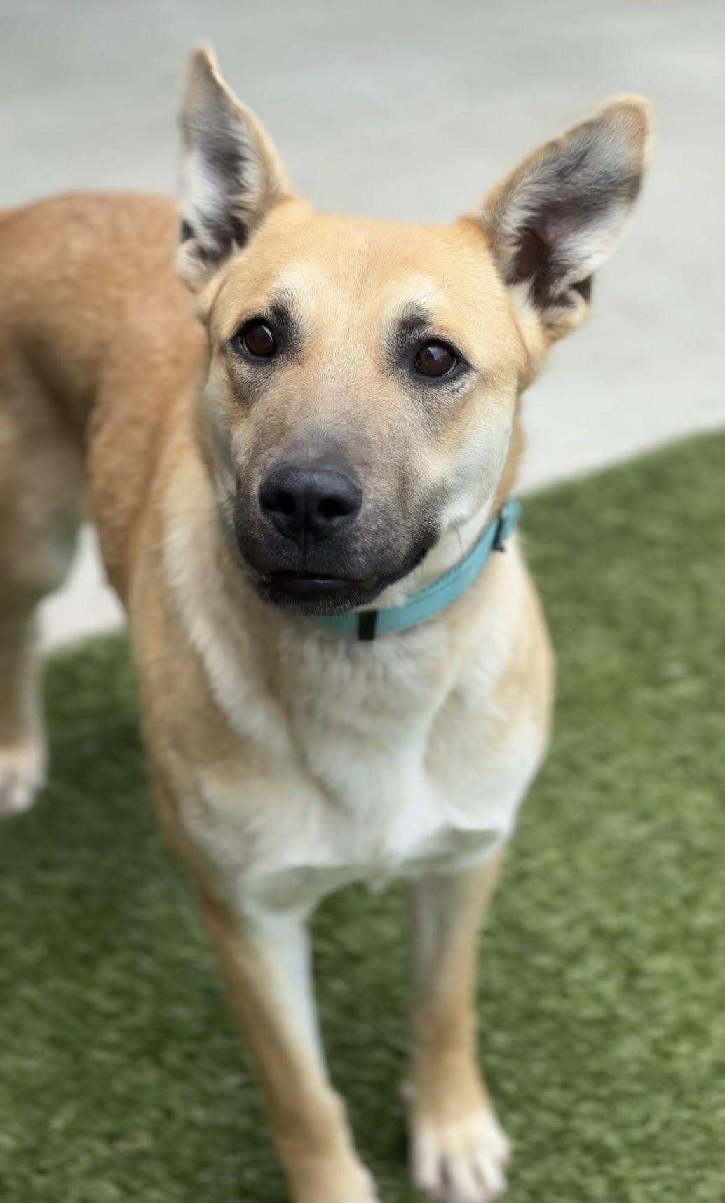 Enlarge Tasha, a ADOPTABLE Shepherd in Hackensack, MN image 1/6