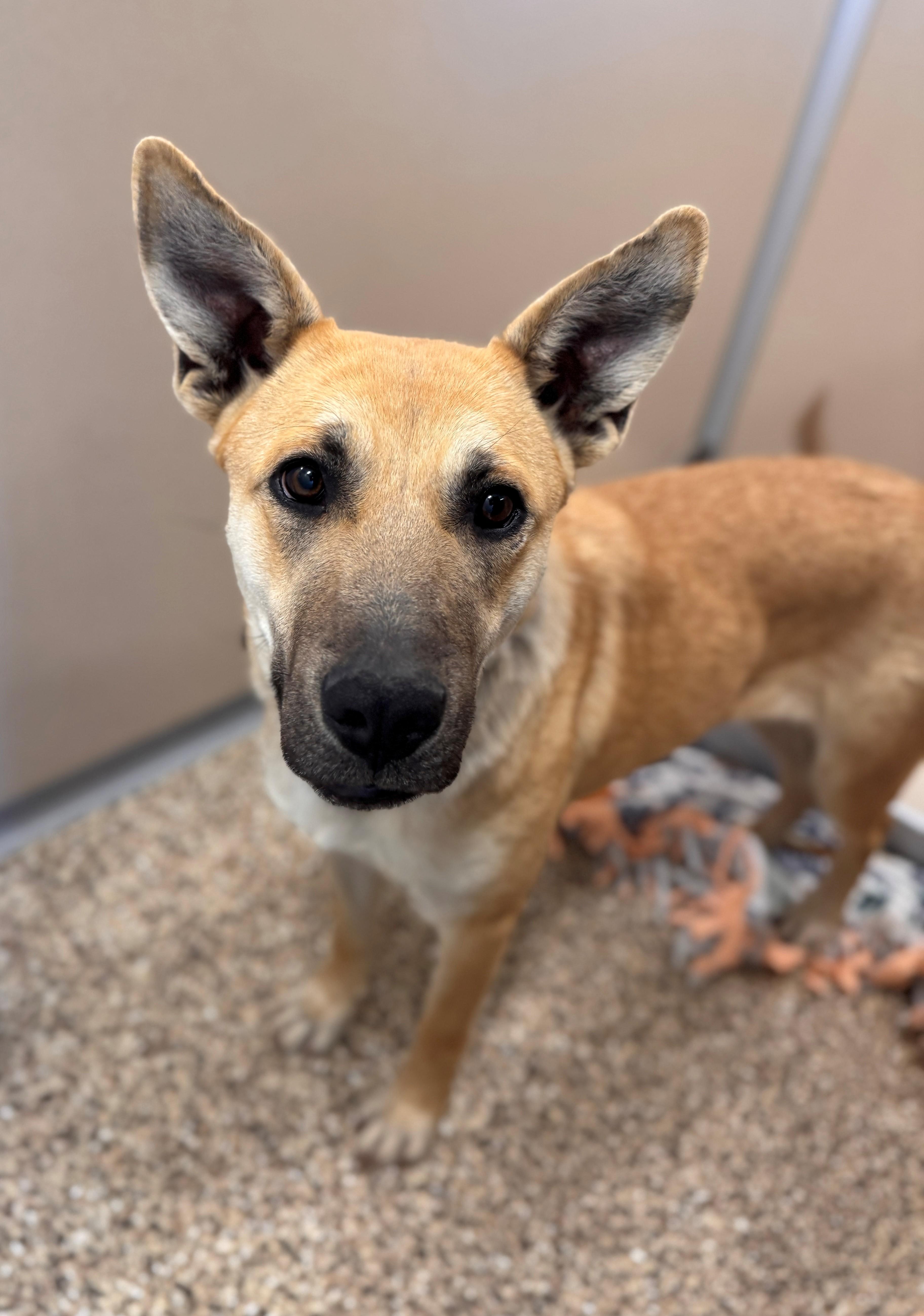 Enlarge Tasha, a ADOPTABLE Shepherd in Hackensack, MN image 2/6