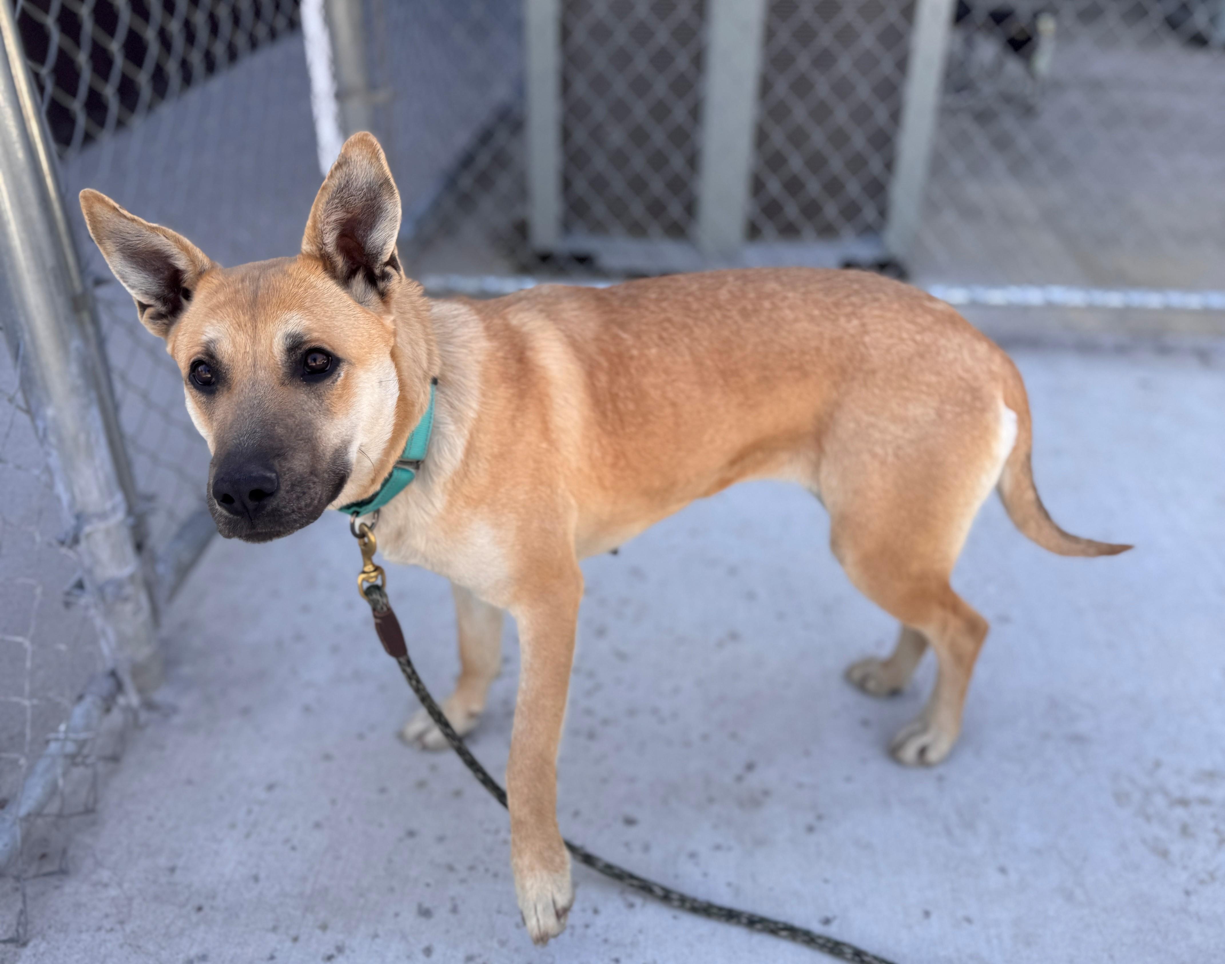 Enlarge Tasha, a ADOPTABLE Shepherd in Hackensack, MN image 3/6
