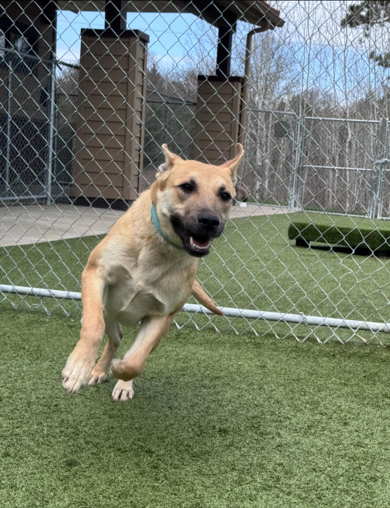 Enlarge Tasha, a ADOPTABLE Shepherd in Hackensack, MN image 4/6