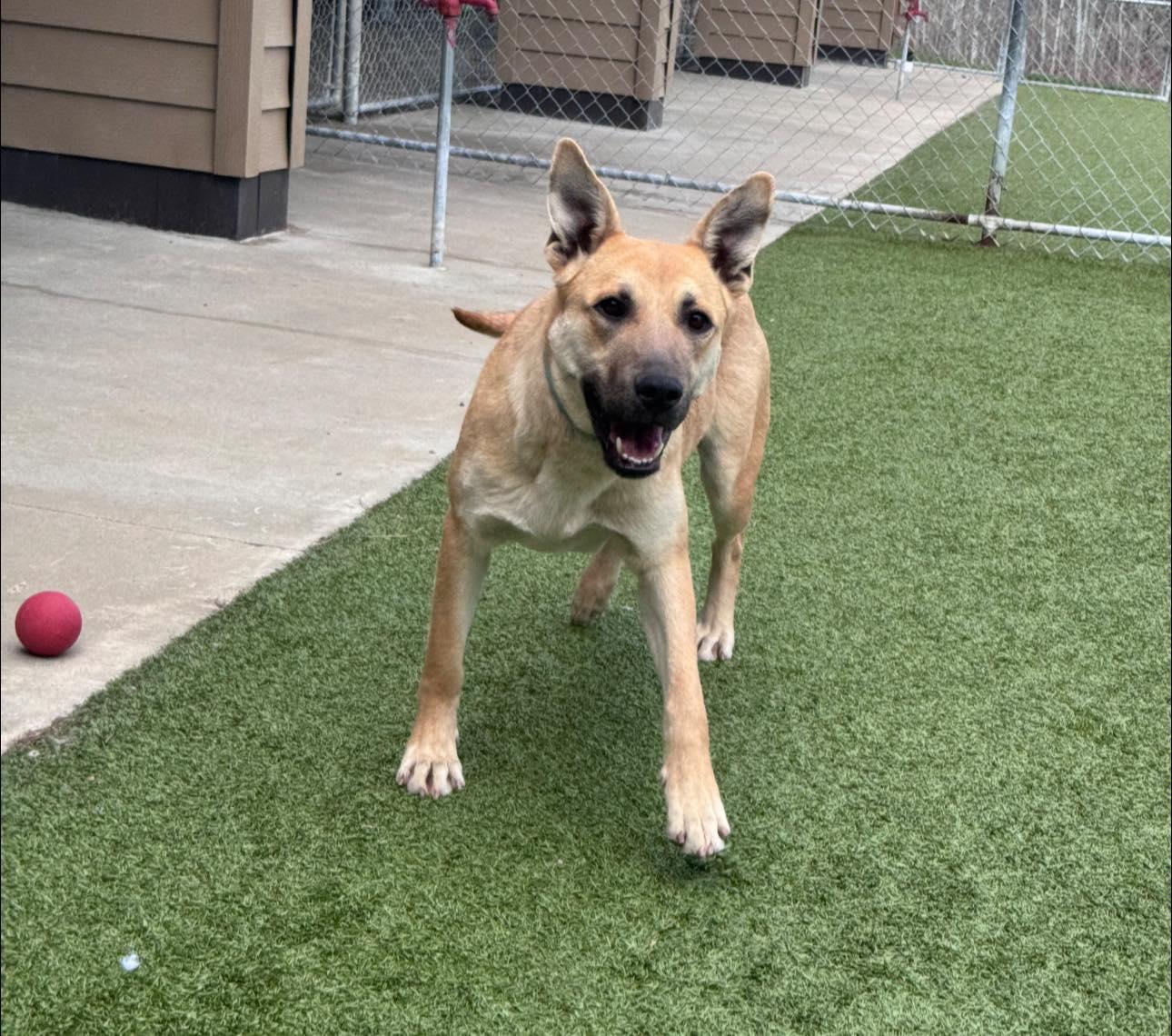 Enlarge Tasha, a ADOPTABLE Shepherd in Hackensack, MN image 6/6