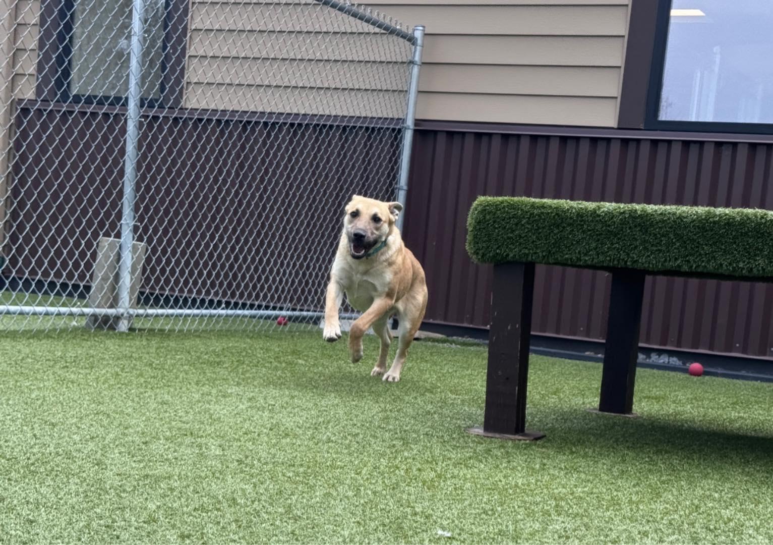 Enlarge Tasha, a ADOPTABLE Shepherd in Hackensack, MN image 5/6