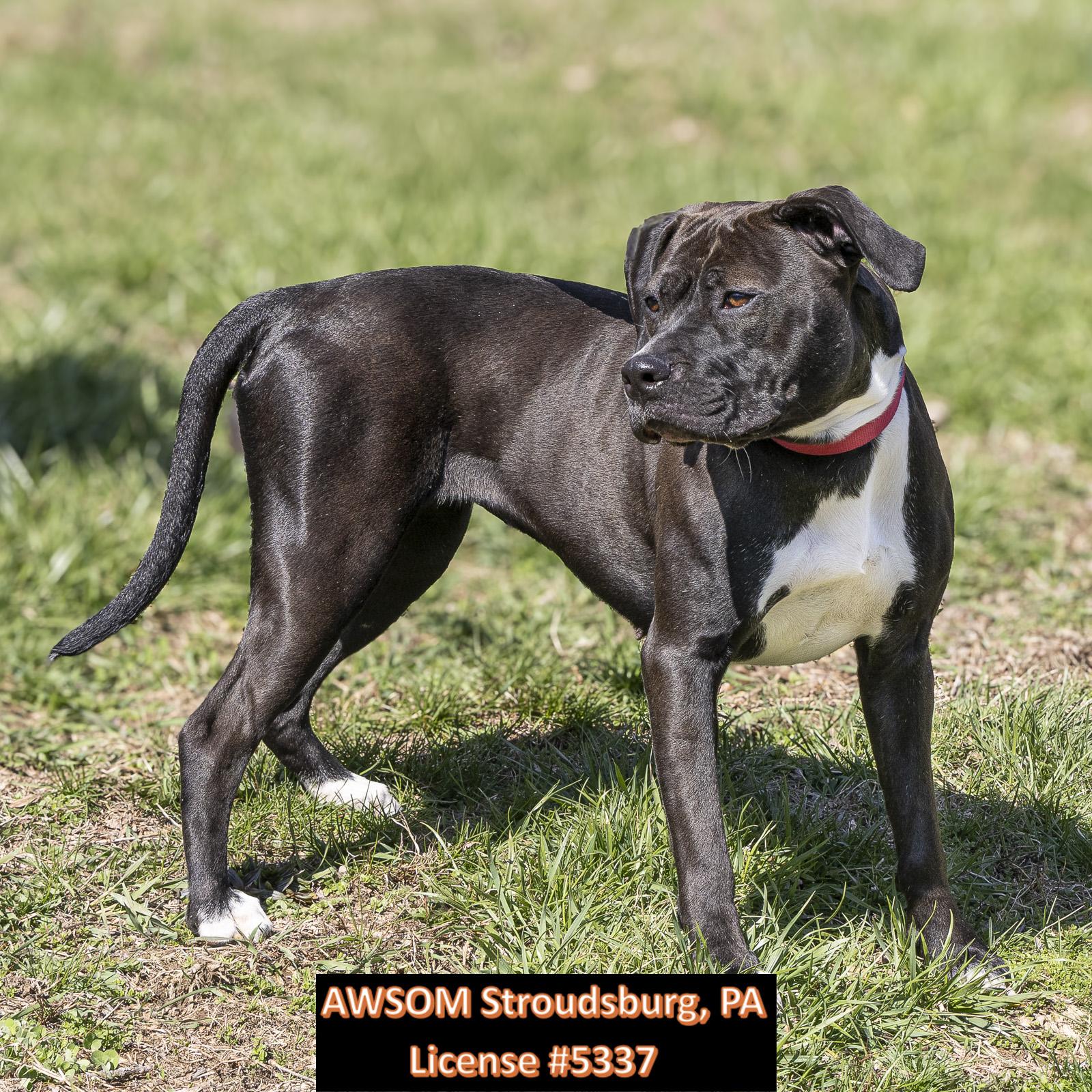 Enlarge Jubilee, a ADOPTABLE mixed breed in Stroudsburg, PA image 2/2