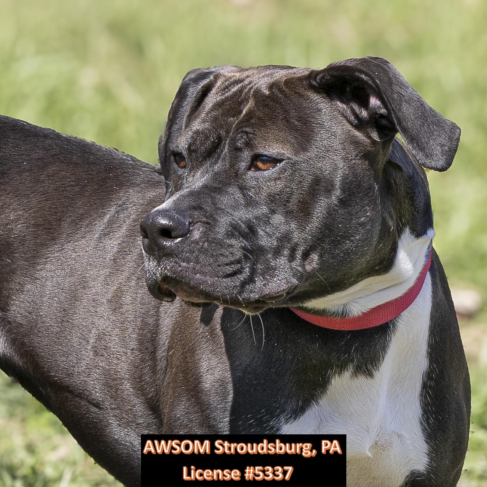 Jubilee, ADOPTABLE, Young Female Pit Bull Terrier.