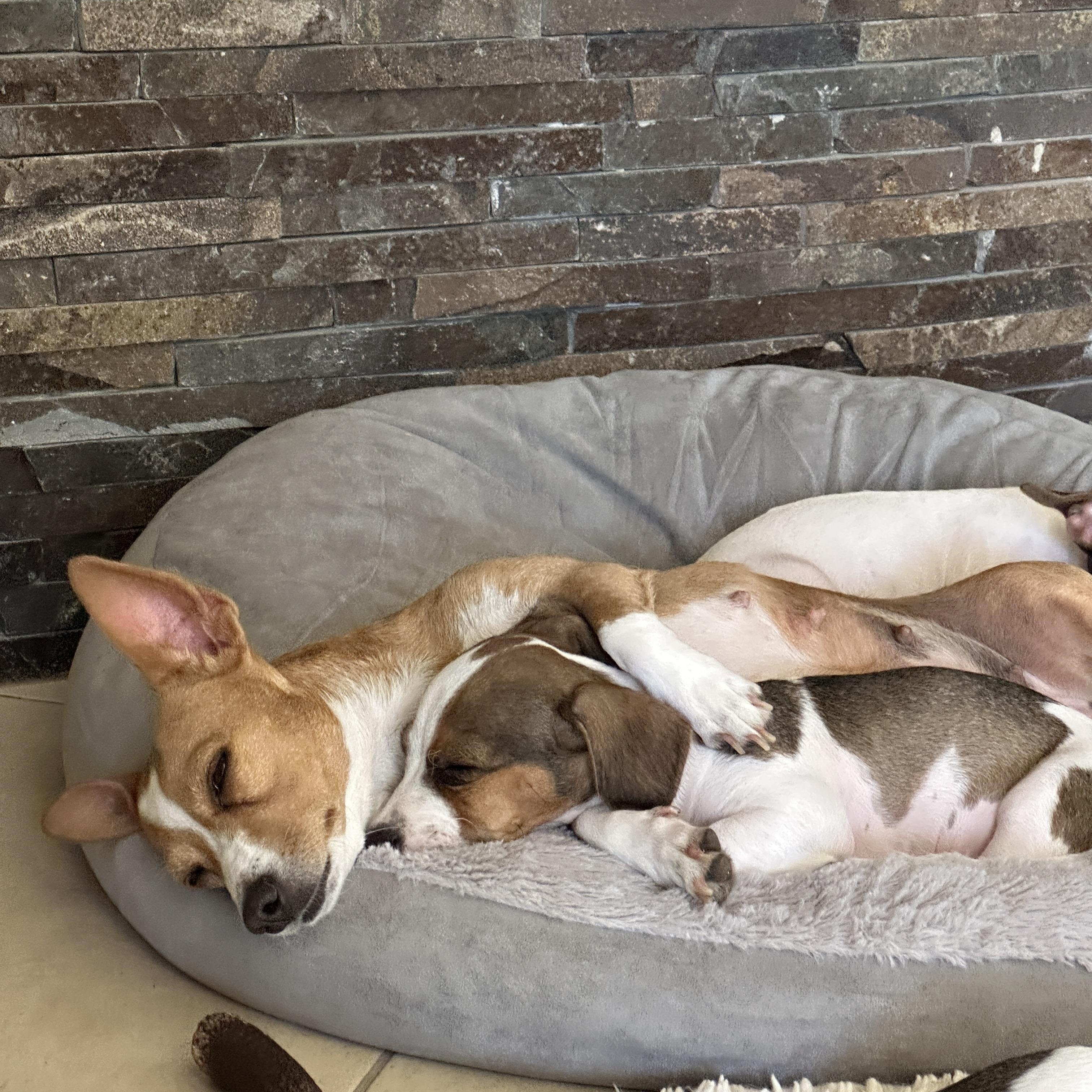 Tara, a Adoptable mixed breed in Sherwood, OR image 5/5