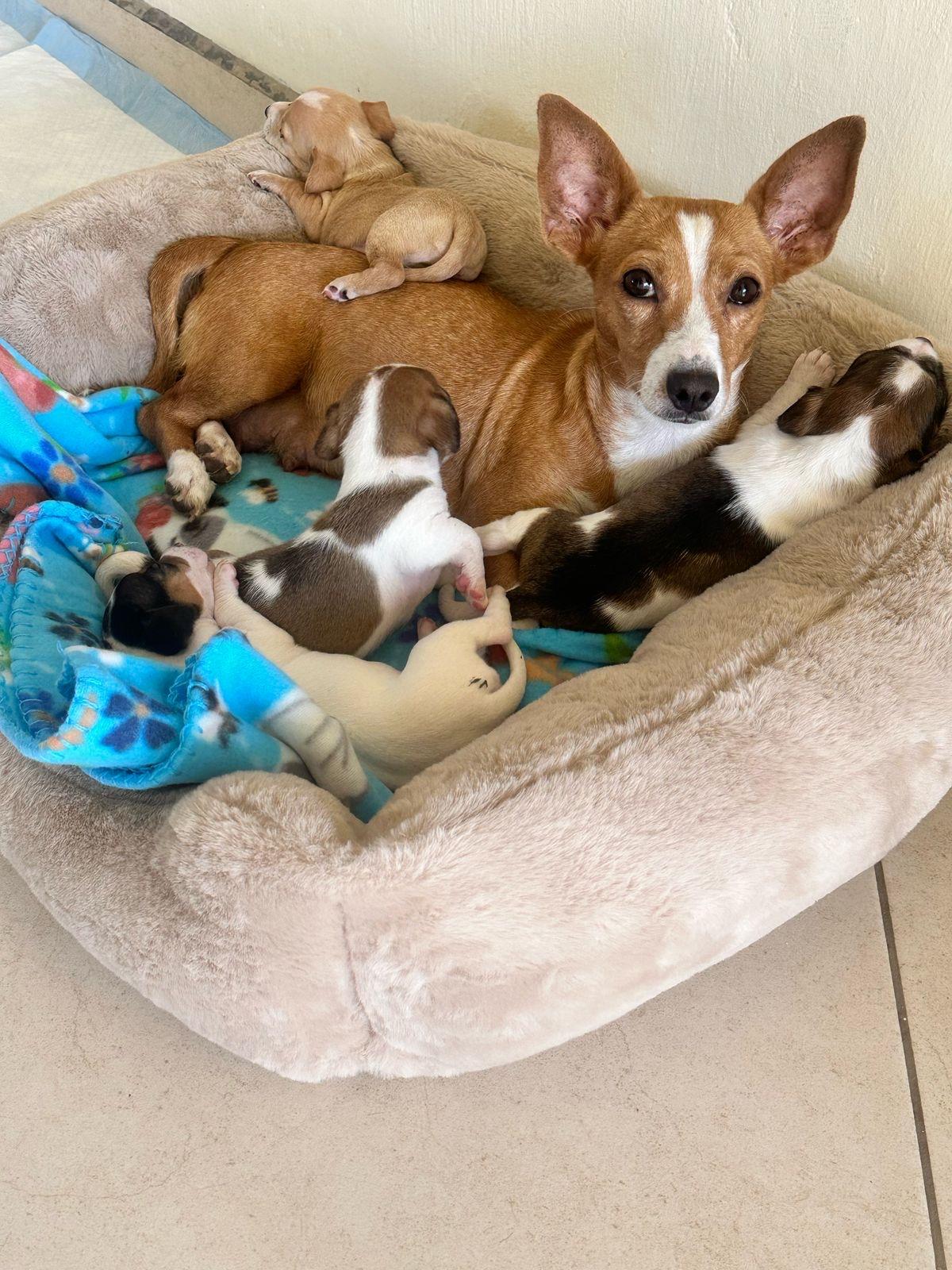 Tara