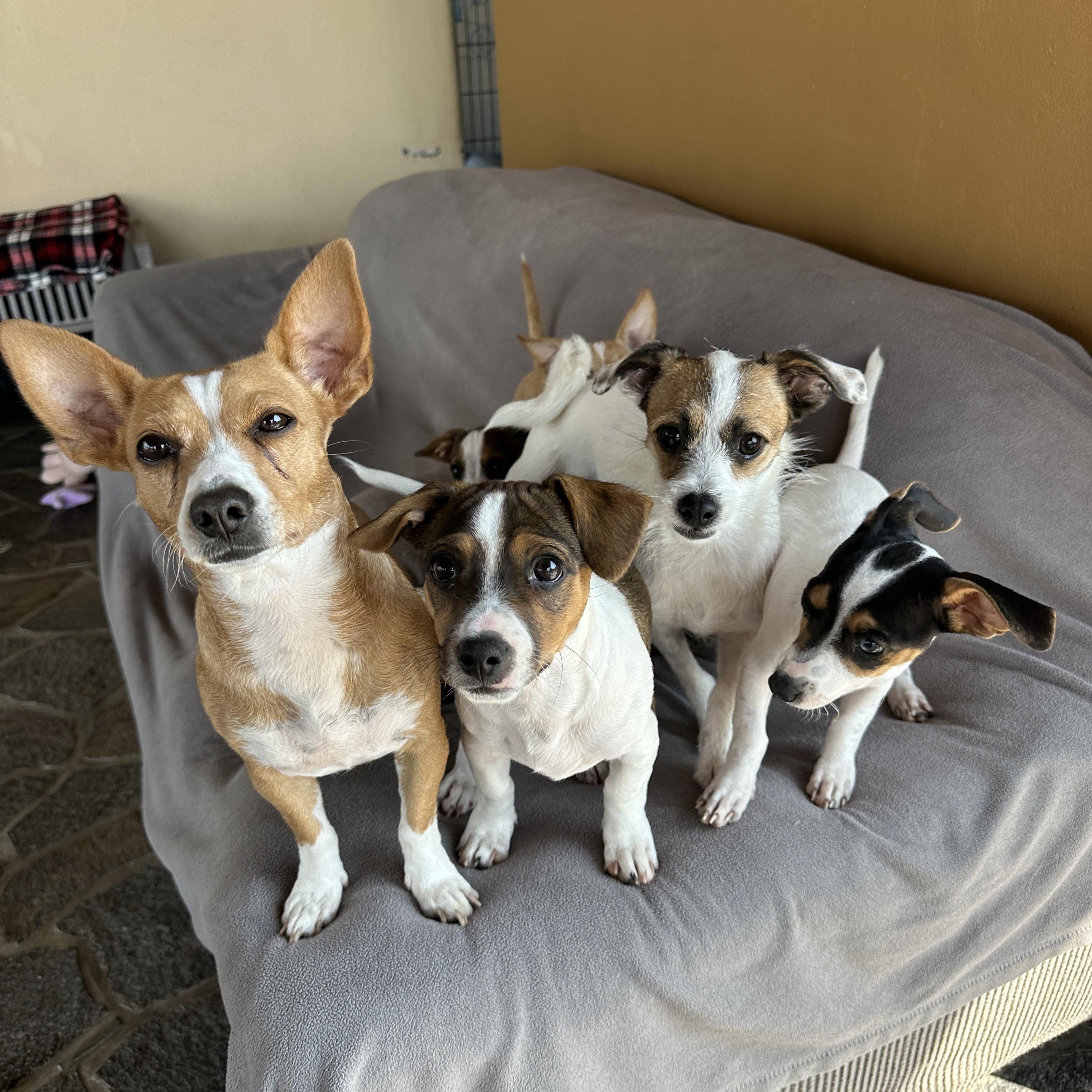 Tara, a Adoptable mixed breed in Sherwood, OR image 4/5