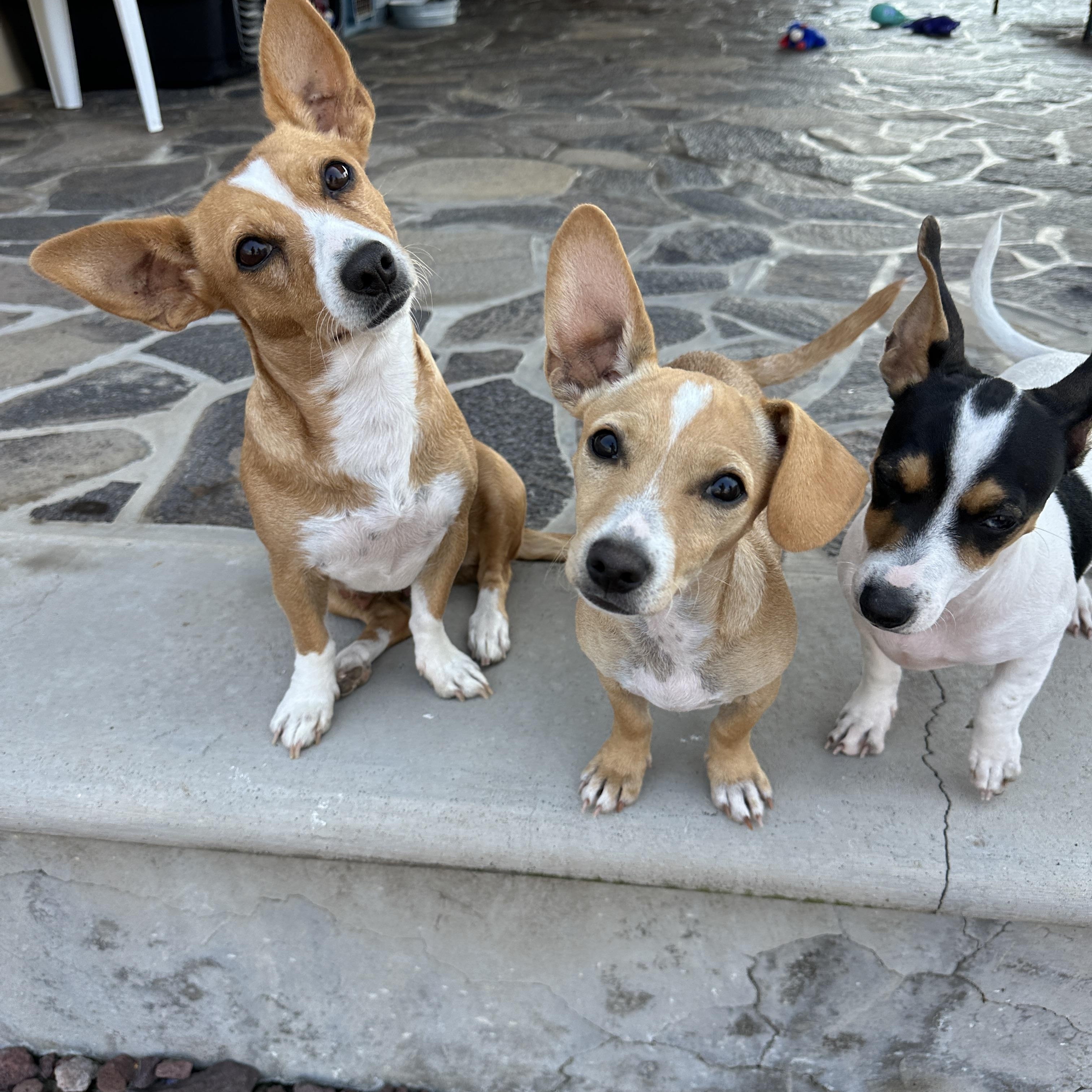 Tara, a Adoptable mixed breed in Sherwood, OR image 3/5