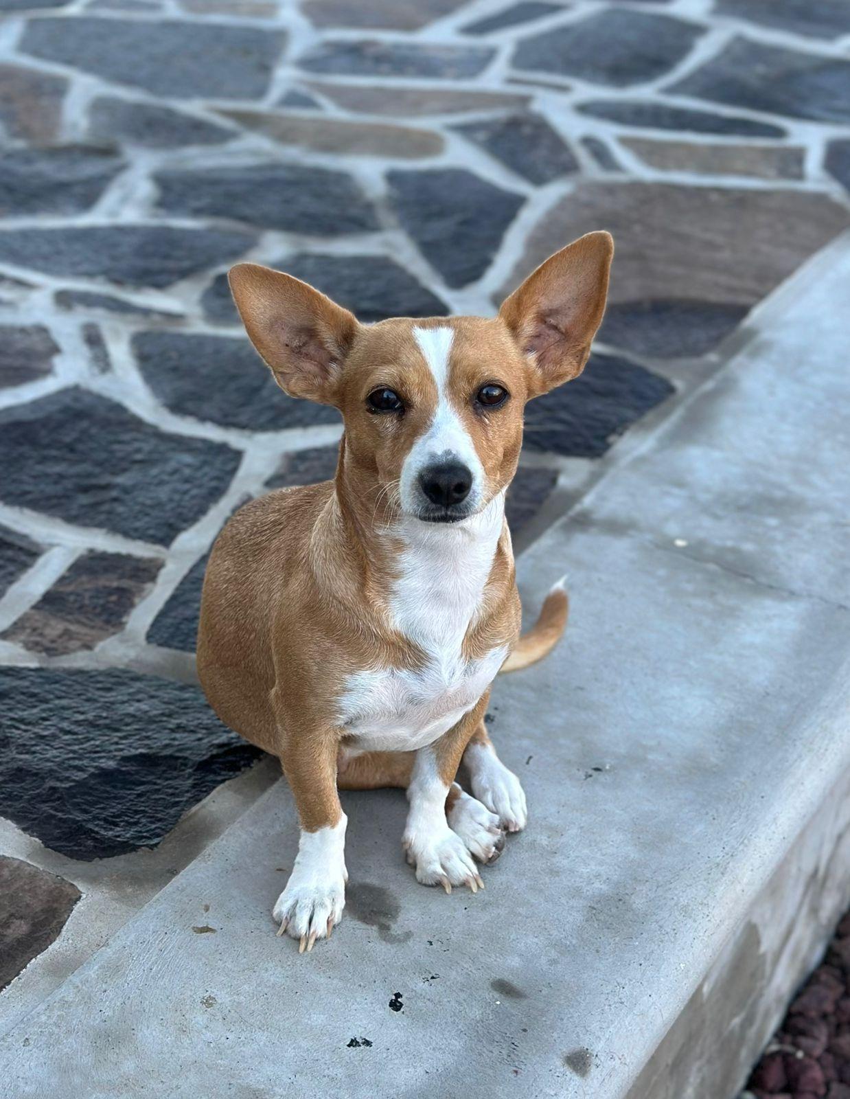 Tara, a Adoptable mixed breed in Sherwood, OR image 1/5