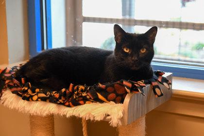 Enlarge Marcia, a Adoptable Domestic Short Hair in Ringoes, NJ image 2/3