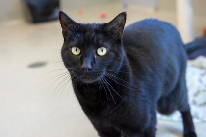 Enlarge Marcia, a Adoptable Domestic Short Hair in Ringoes, NJ image 3/3