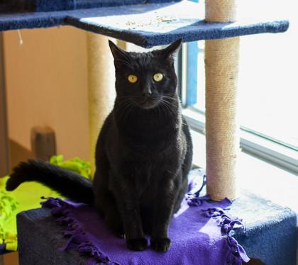 Enlarge Marcia, a Adoptable Domestic Short Hair in Ringoes, NJ image 3/3