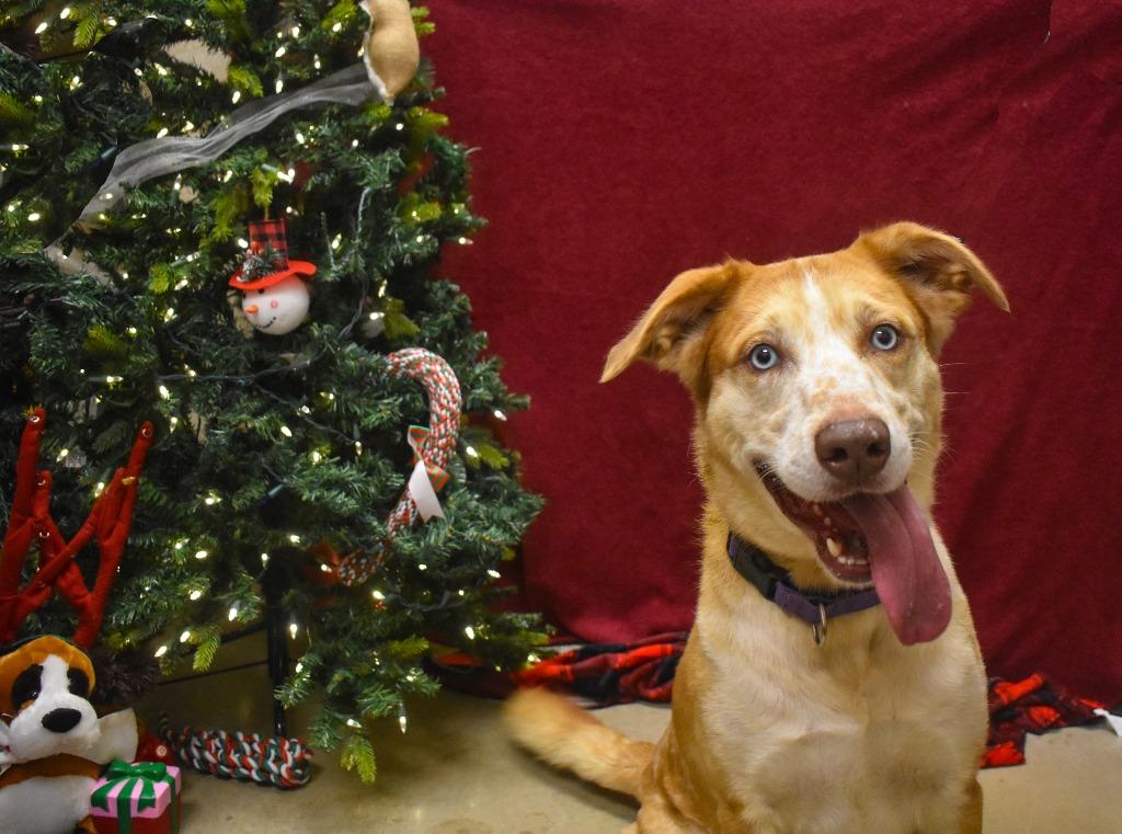 Enlarge Milo, a Adoptable Bearded Collie in New Braunfels, TX image 1/6