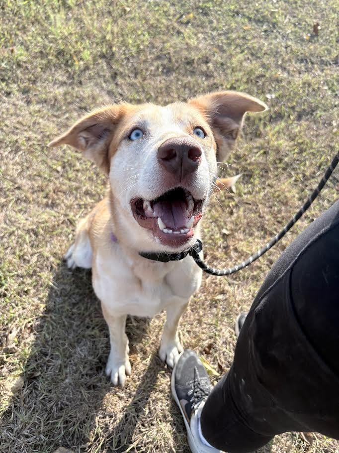 Enlarge Milo, a Adoptable Bearded Collie in New Braunfels, TX image 2/6