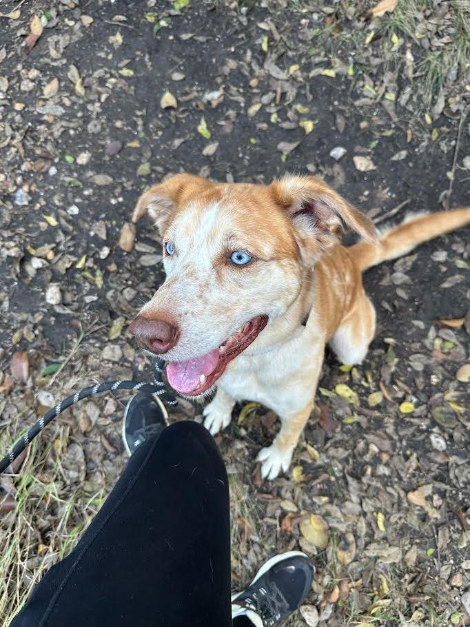 Enlarge Milo, a Adoptable Bearded Collie in New Braunfels, TX image 3/6