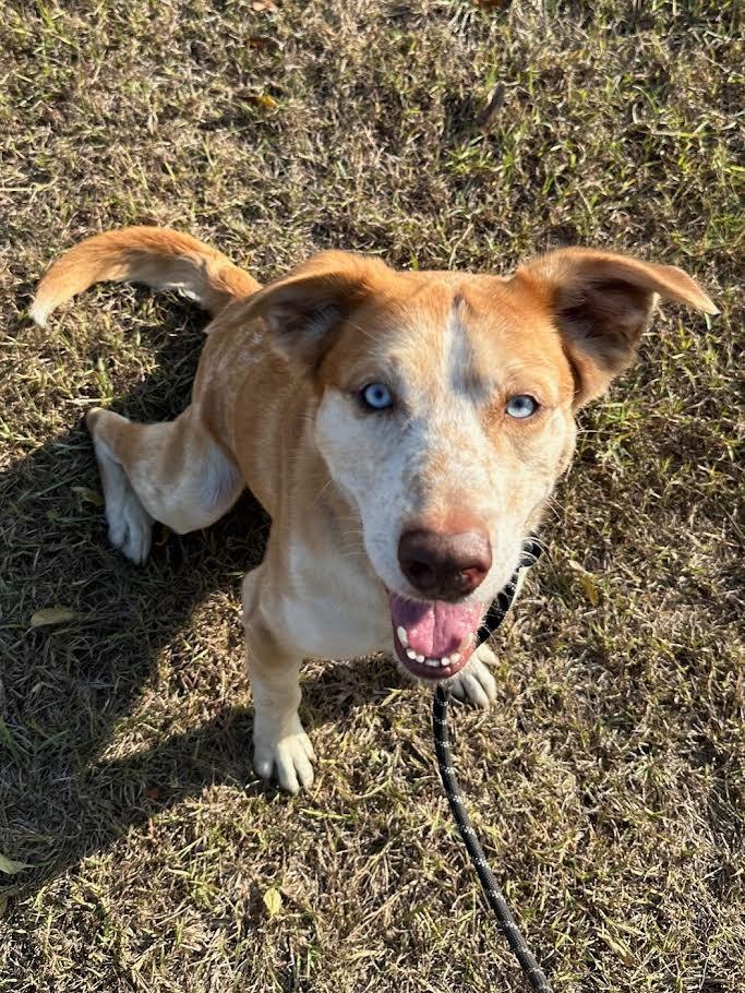 Enlarge Milo, a Adoptable Bearded Collie in New Braunfels, TX image 5/6